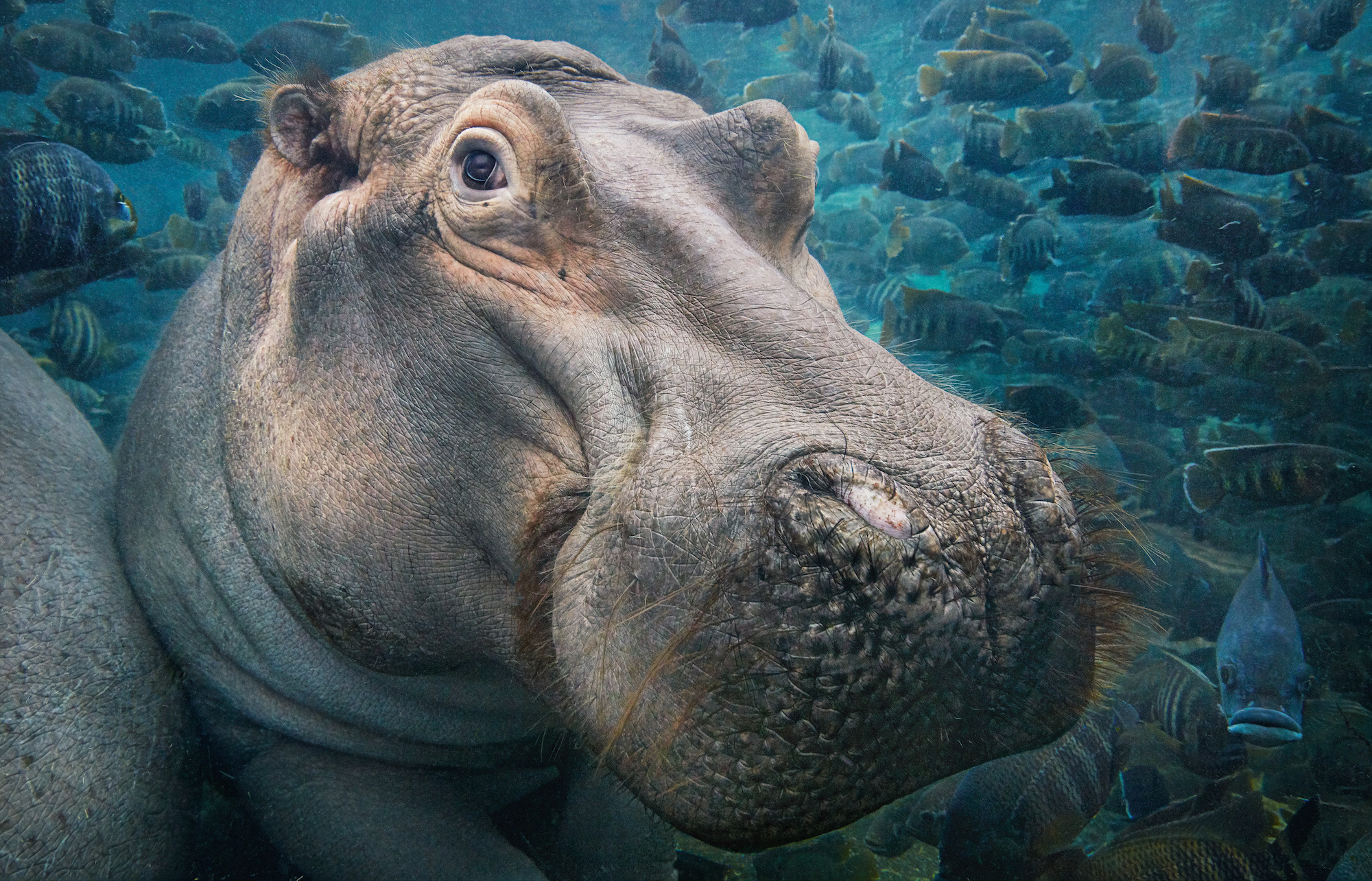 Nature Animals Sea Water Underwater Hippos Fish Shoal Of Fish 2000x1284
