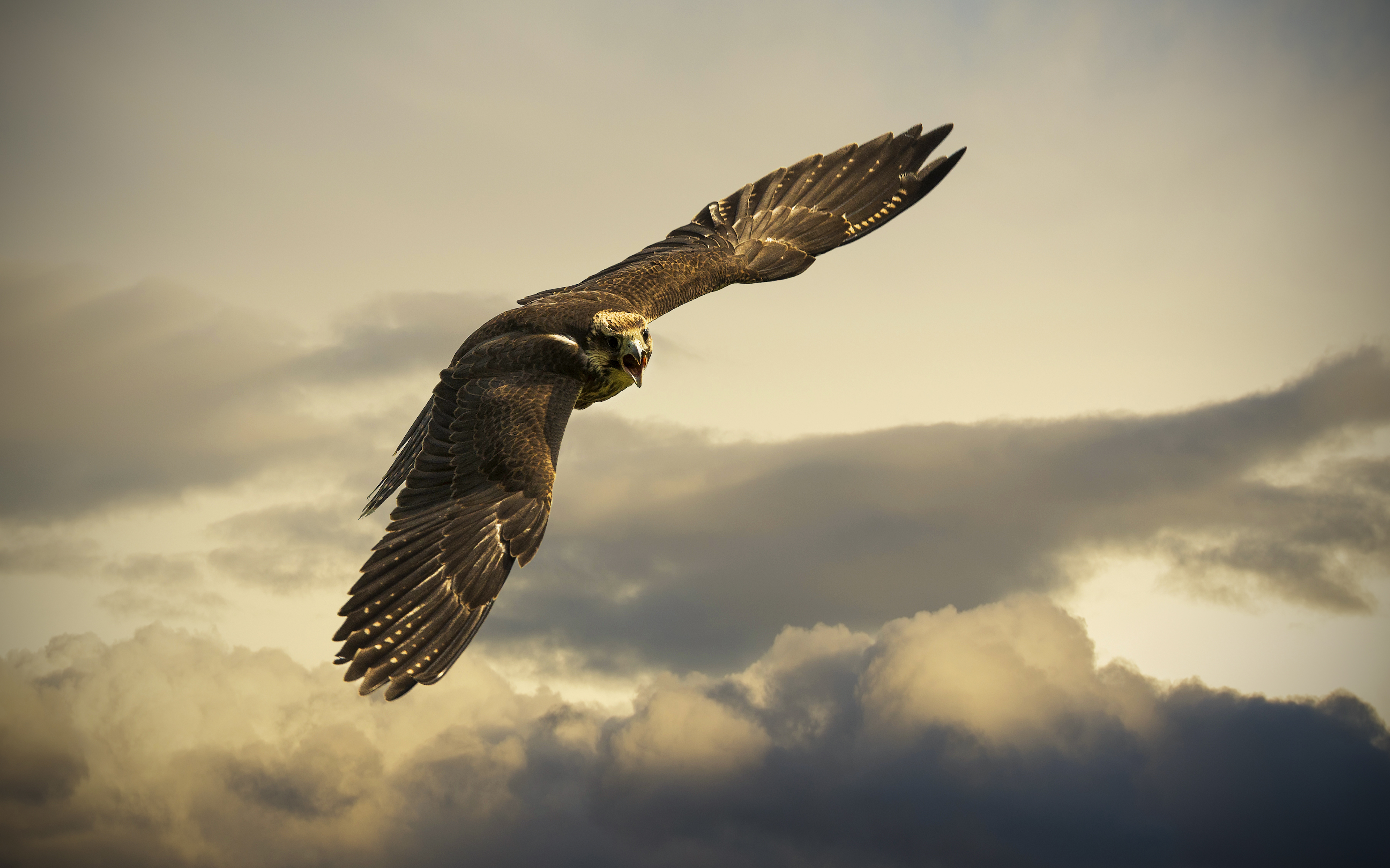Bird Eagle Flight Cloud 3840x2400