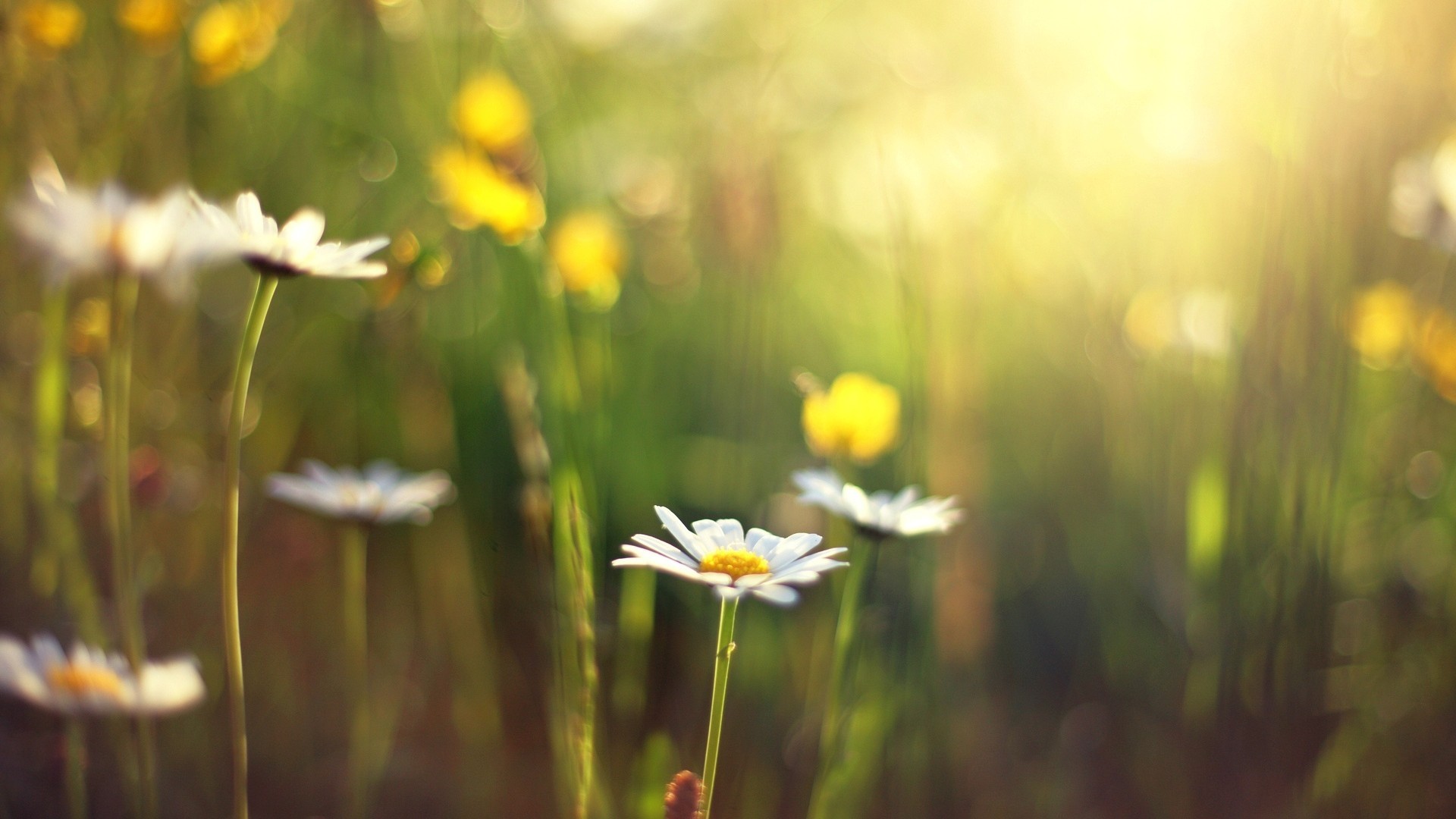 Flowers Matricaria White Flowers Petals Field 1920x1080