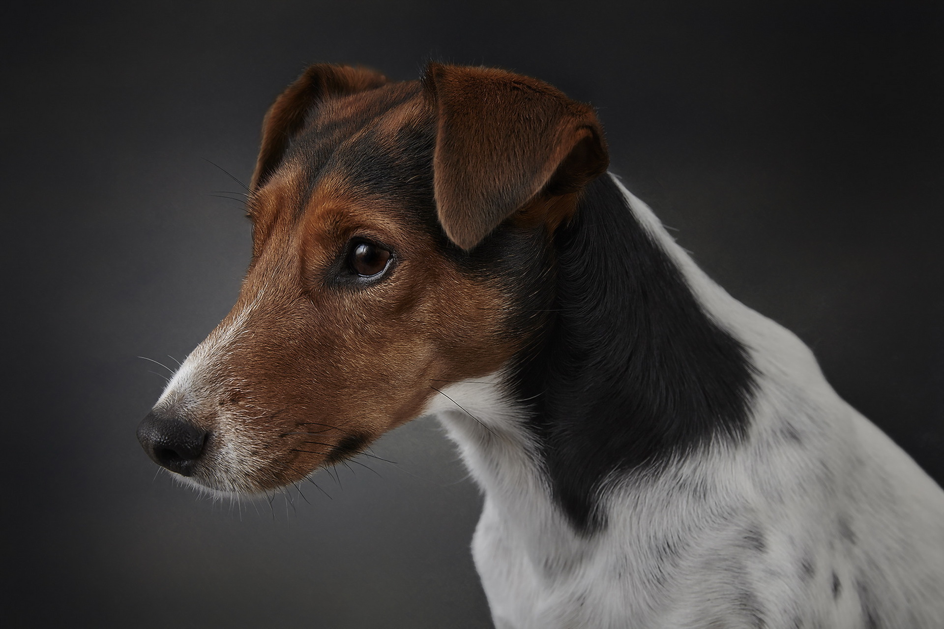 Dog Animals Jack Russell Terrier 1920x1279