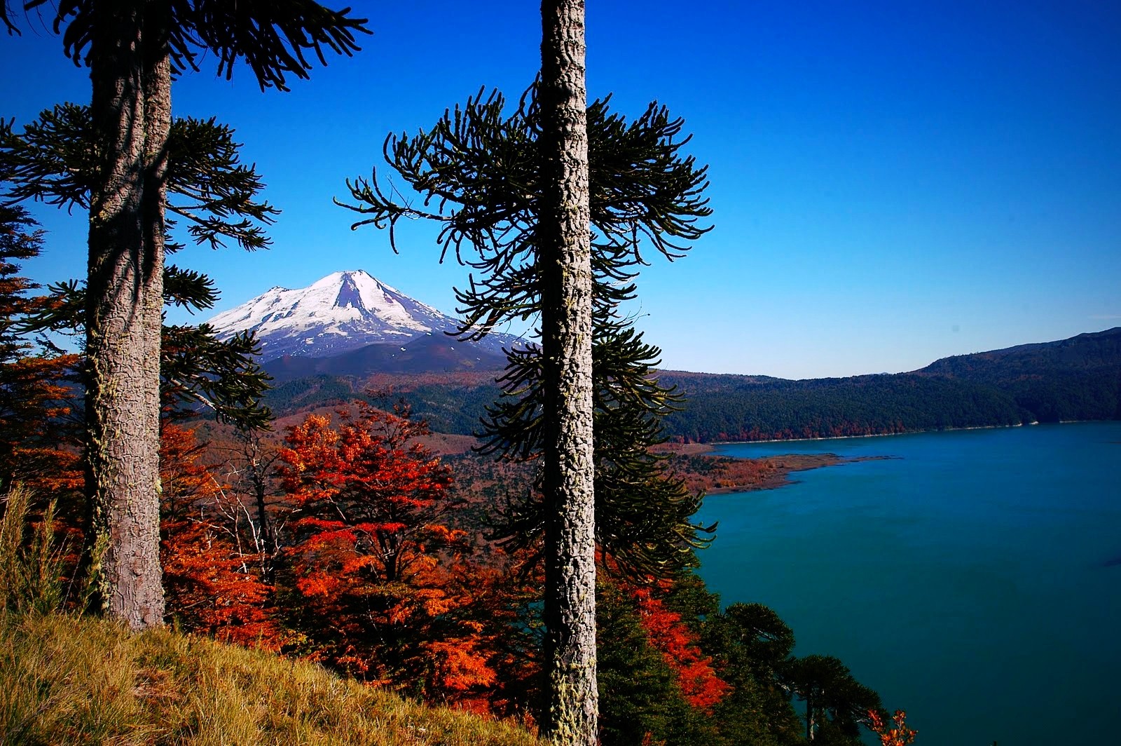 Volcano Chile Forest Lake Fall Snowy Peak Trees Monkey Puzzle Tree Grass Morning Nature Mountains La 1600x1064