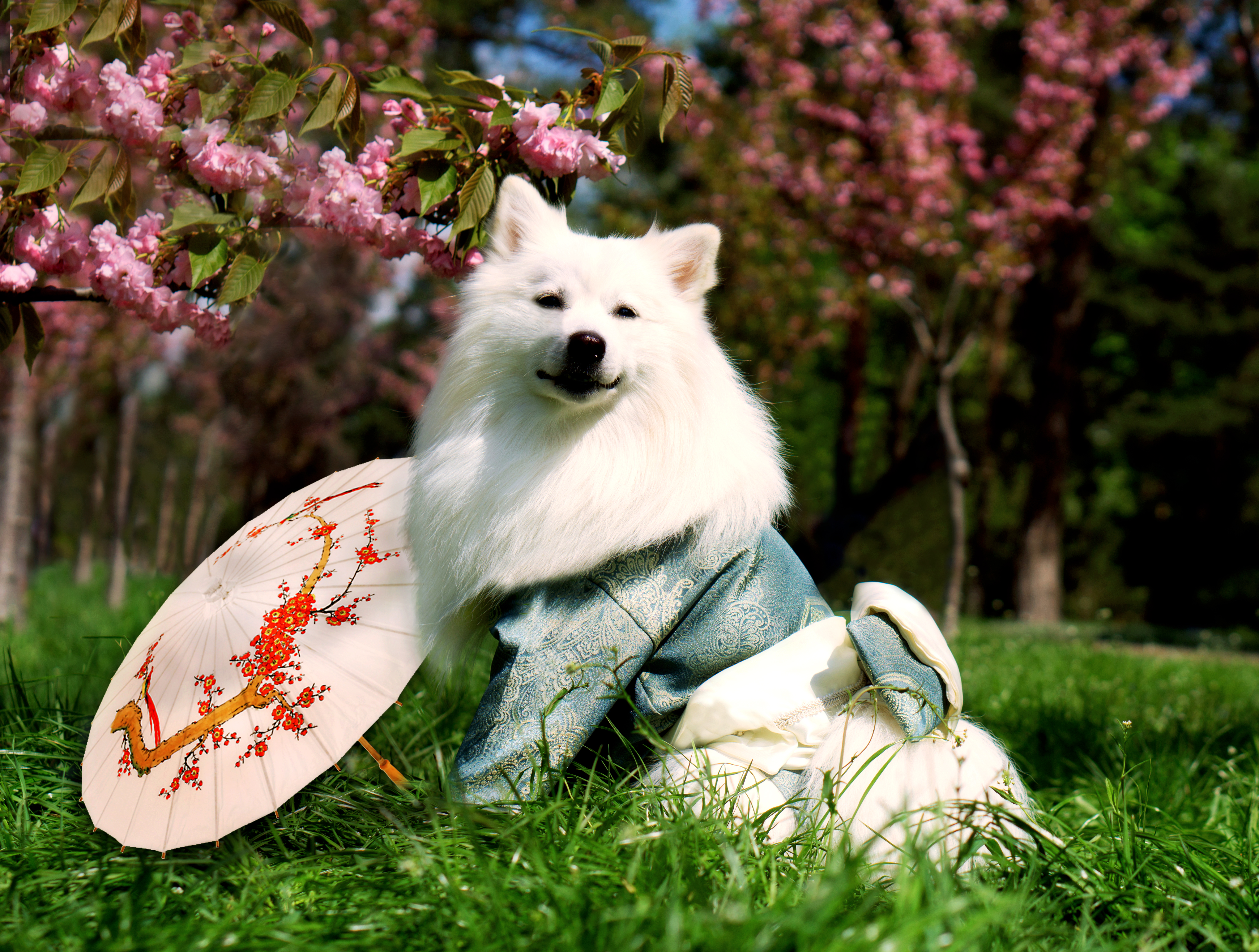 Japanese Spitz White Dogs Nature Japan Umbrella 6000x4538