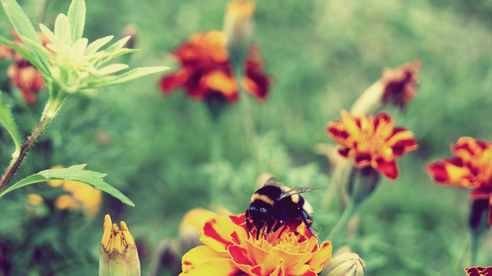 Bees Insect Marigolds Hymenoptera Plants Animals 1920x1080