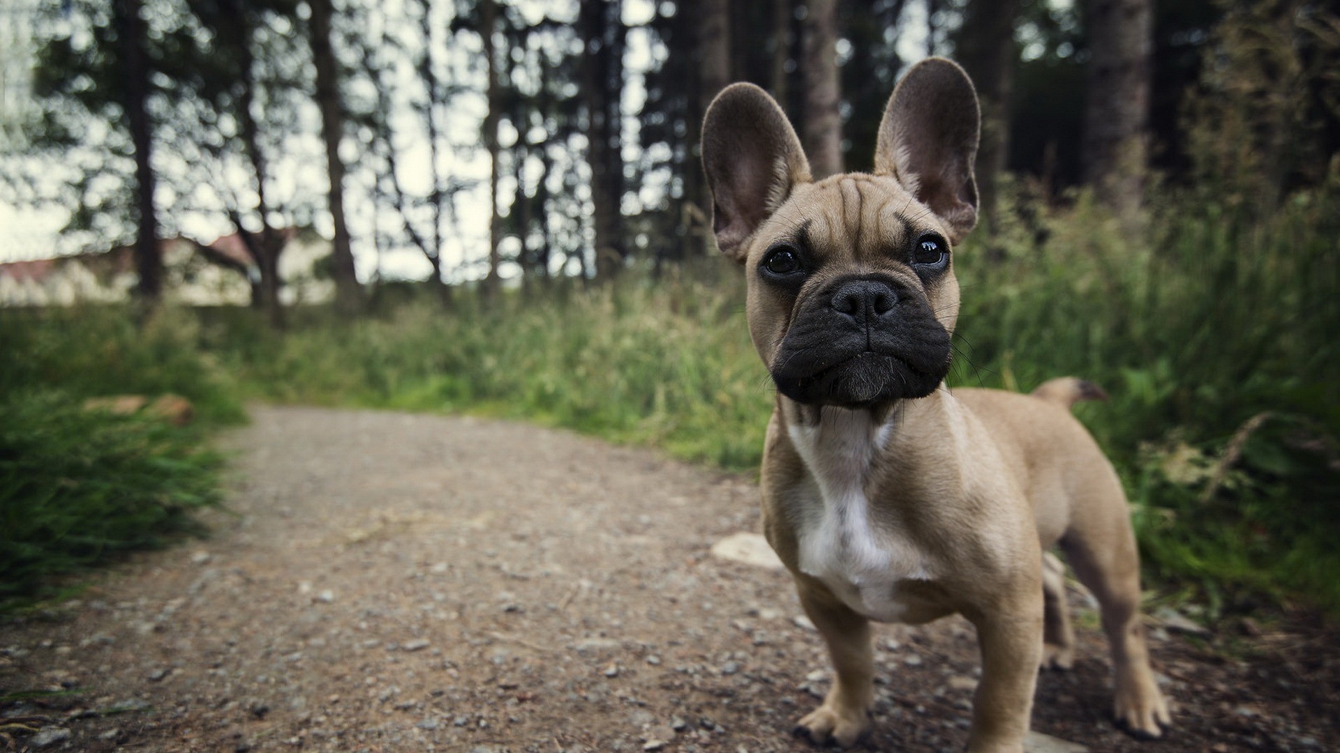 Dog Animals French Bulldog Good Boy 1920x1080