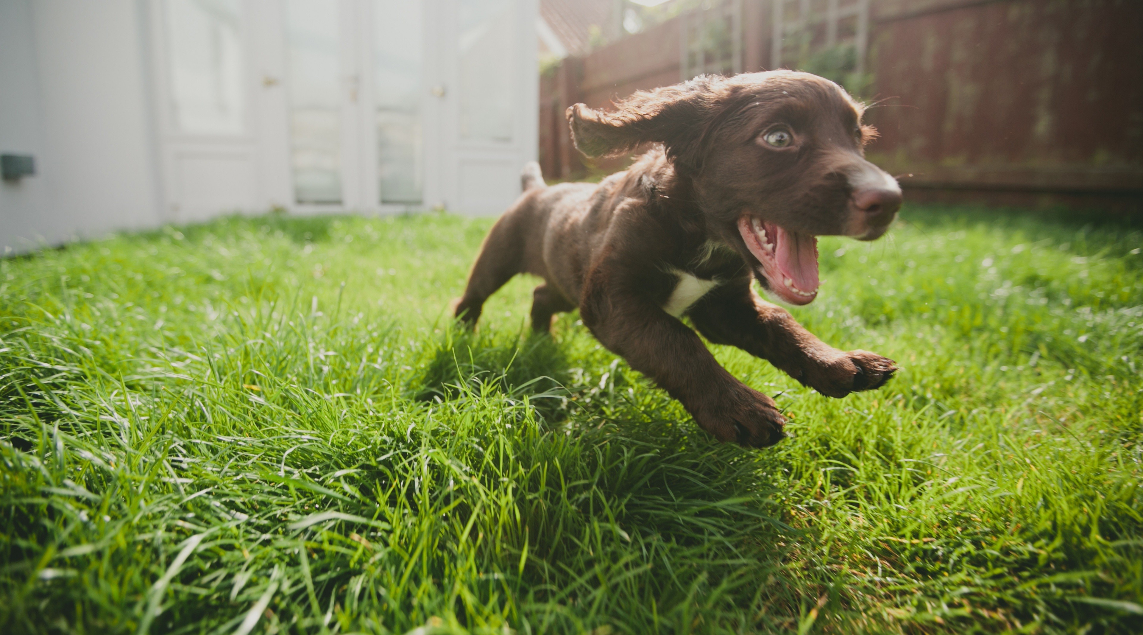 Dog Run Baby Animals Good Boy 3839x2132