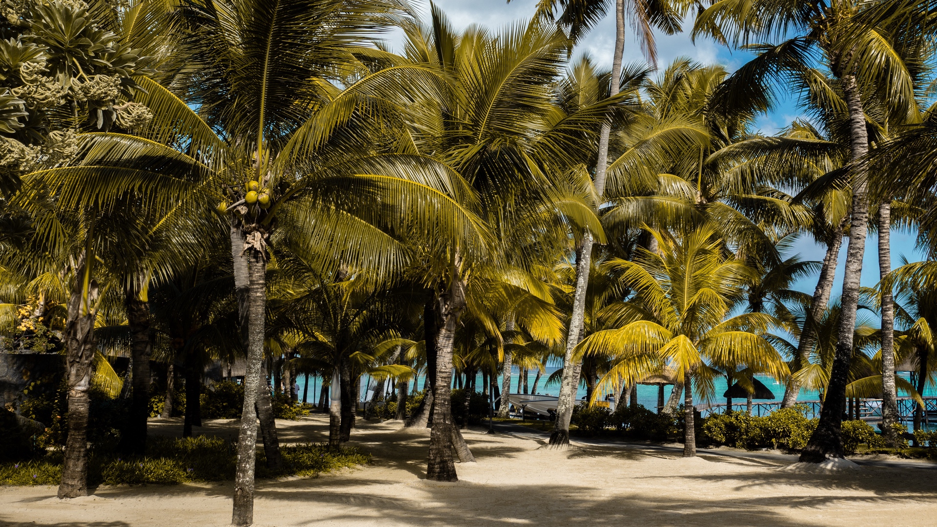 Palm Trees Tropics Beach Mauritius Trees Tropical 1920x1080