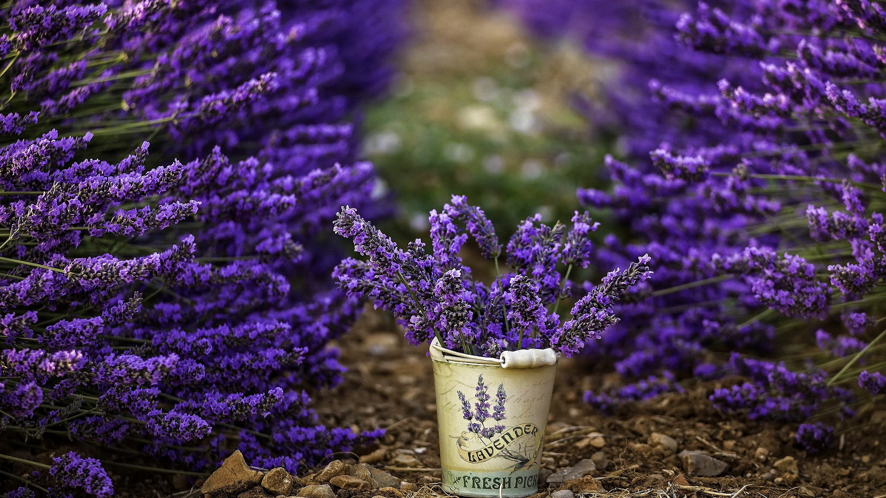 Flowers Photography Bucket Lavender Purple Flowers Depth Of Field 2880x1620