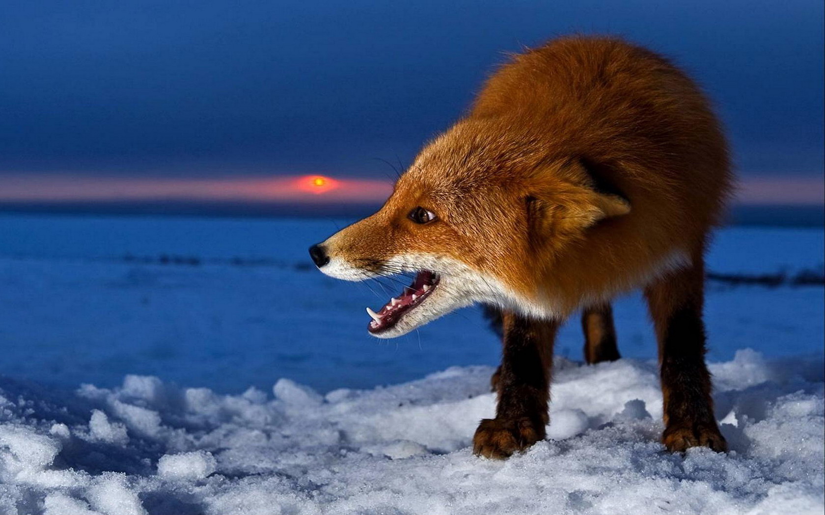 Animal Fox 1680x1050
