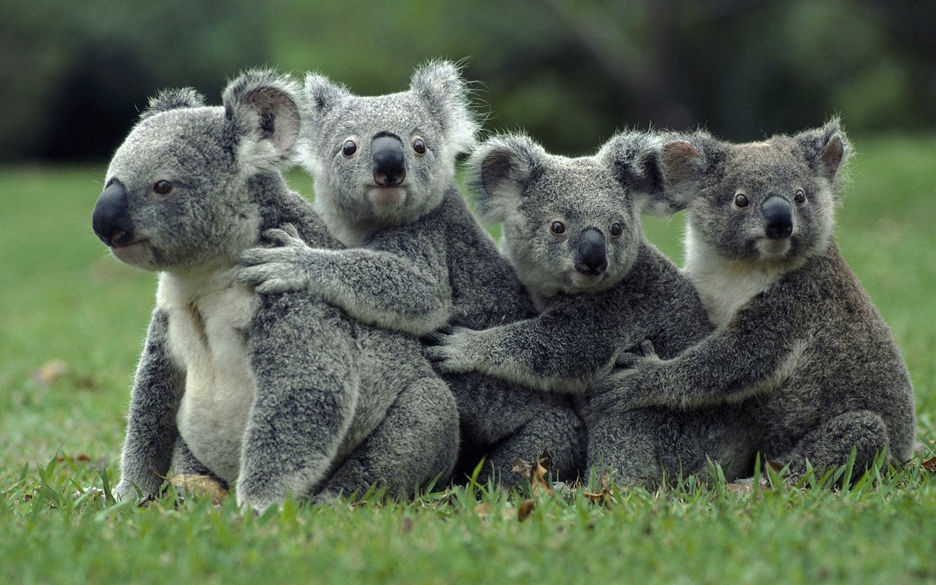Koalas Animals Mammals 1920x1200