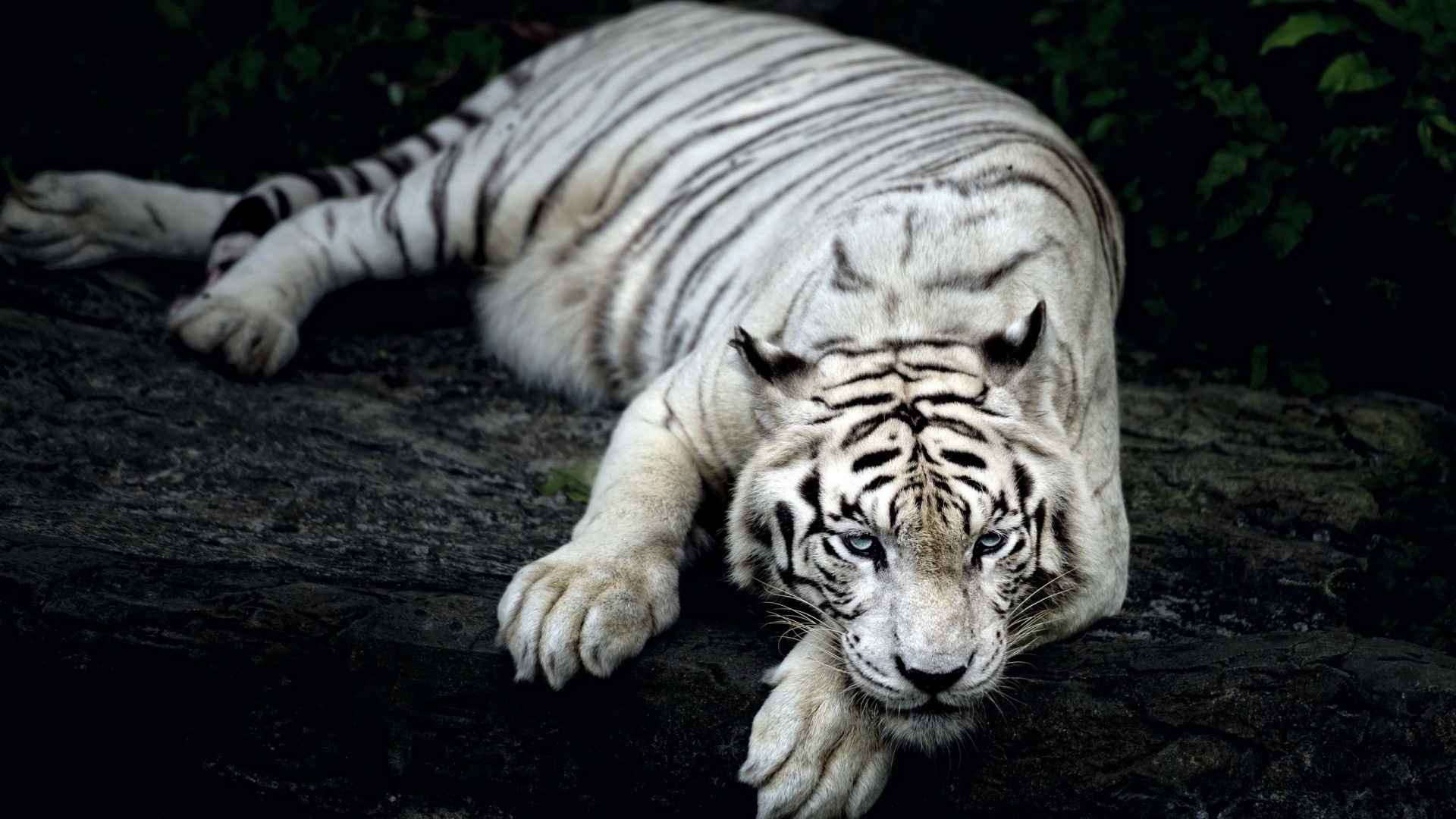 White Tigers Lying Down Landscape Tiger Nature Claws Depth Of Field 1920x1080