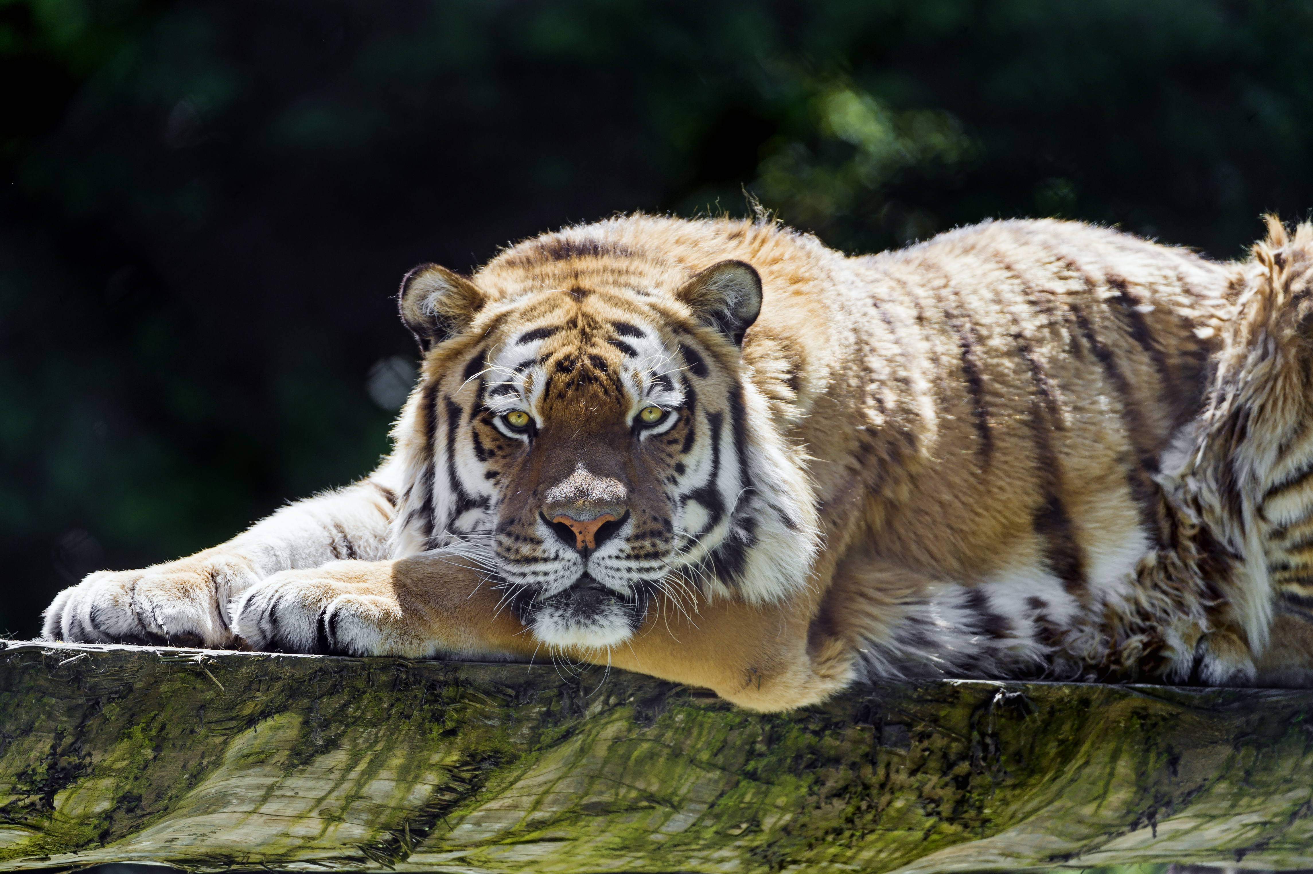 Tiger Siberian Tiger Amur Tiger Resting 4578x3047