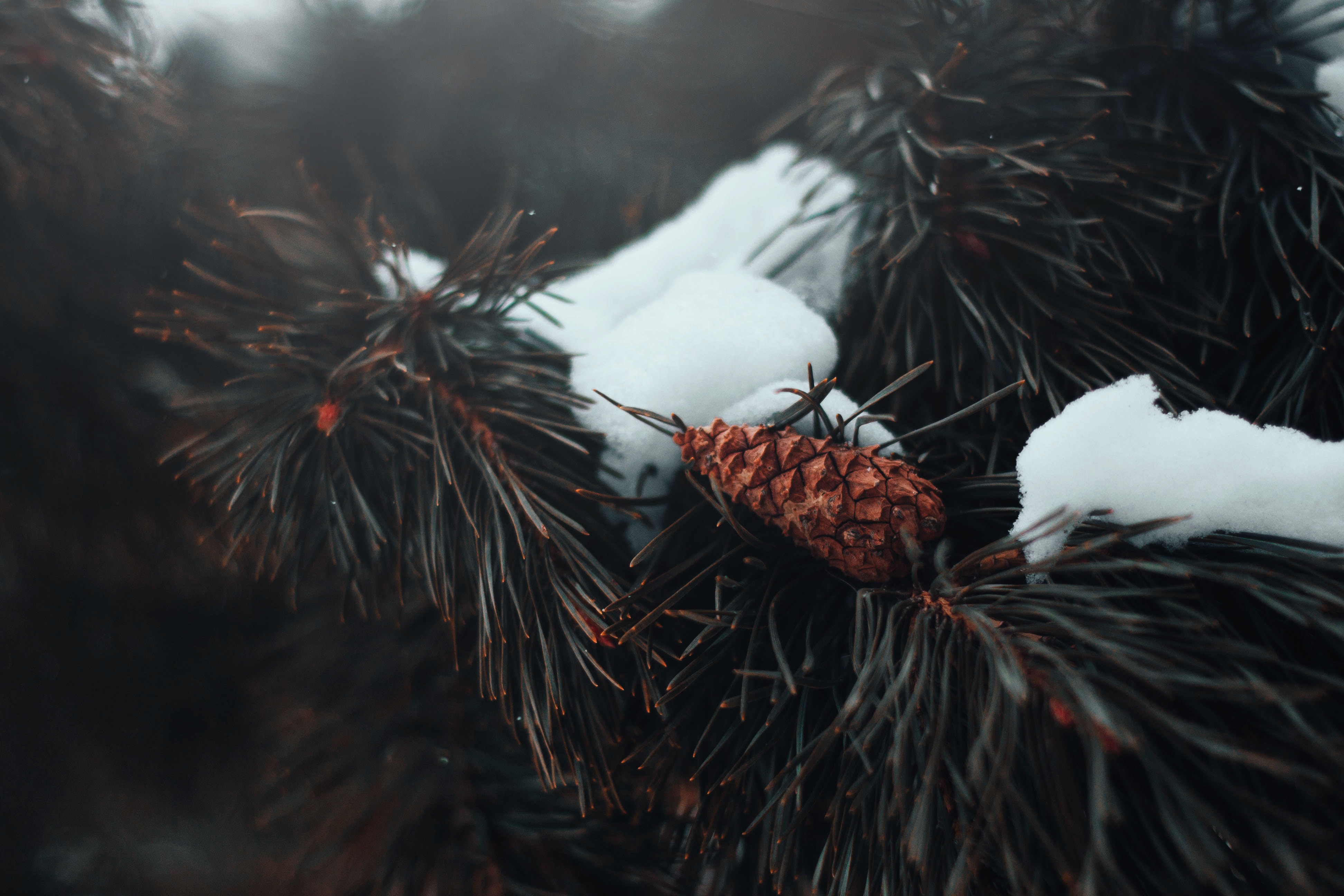 Closeup Nature Leaves Depth Of Field Forest Snow Mist Pine Trees Pine Cones 3888x2592