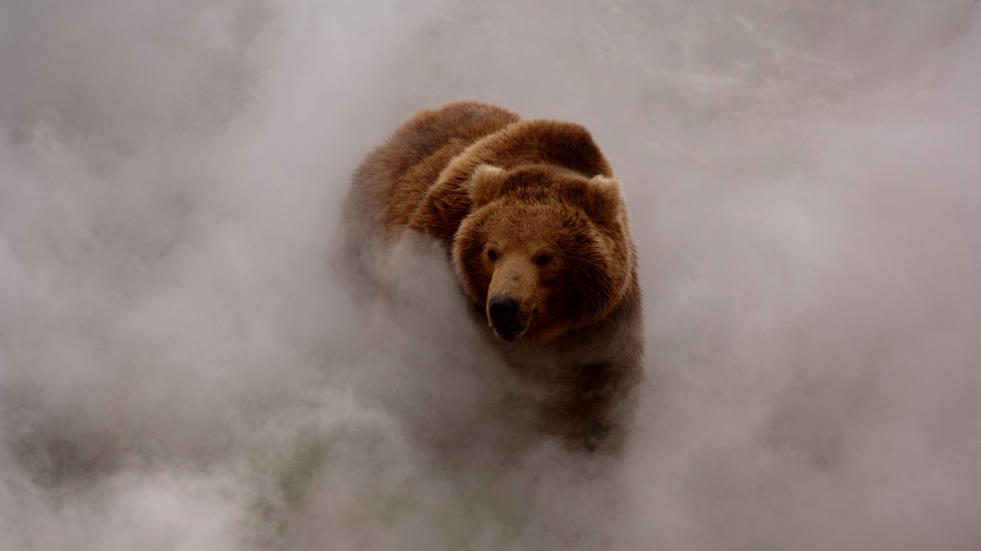 Animals Mist Nature Animals Bears Smoke Dust Grizzly Bear Wildlife Mist Nature Grizzly Bears Animals 1920x1080
