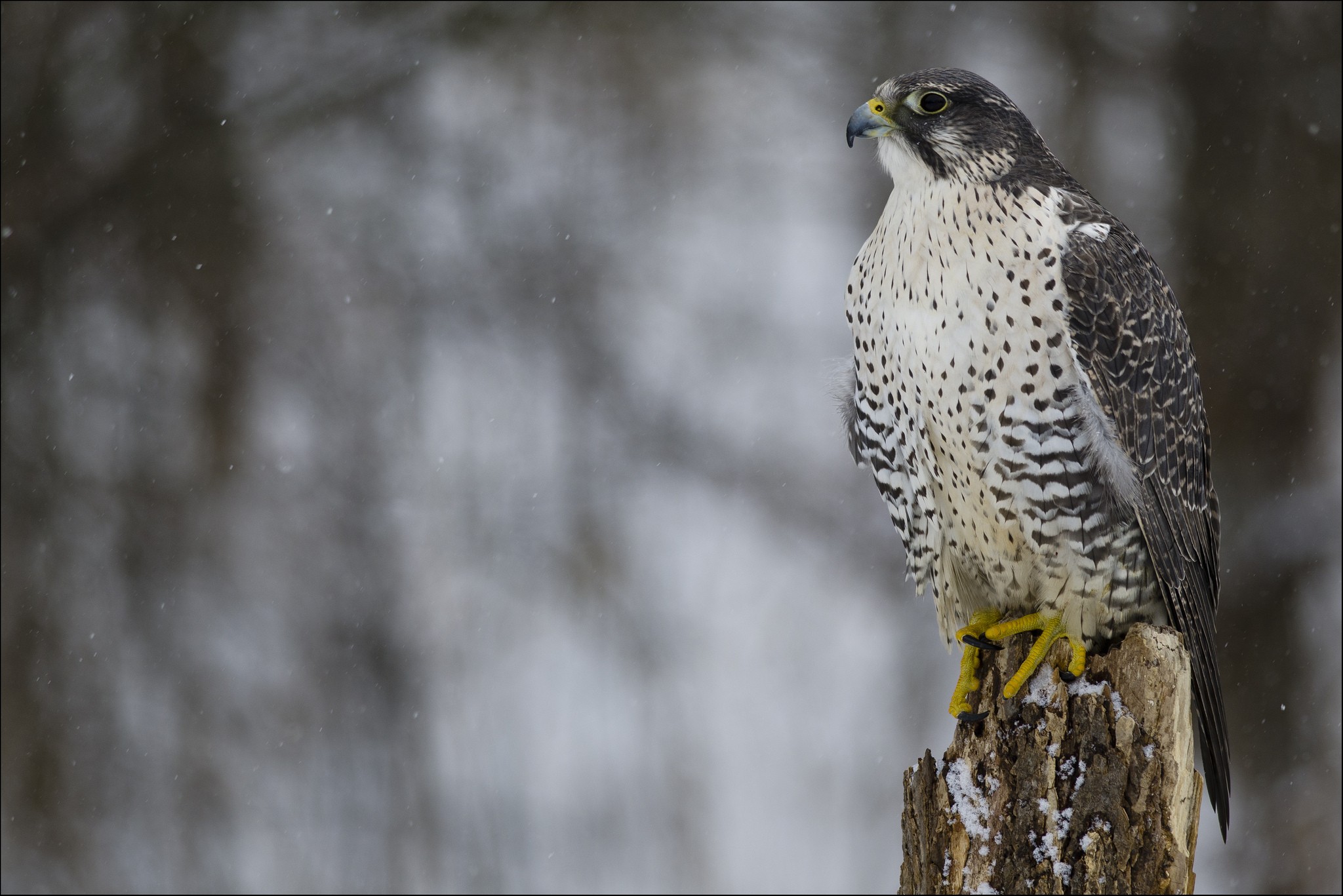 Animals Falcons Birds Snow 2048x1367