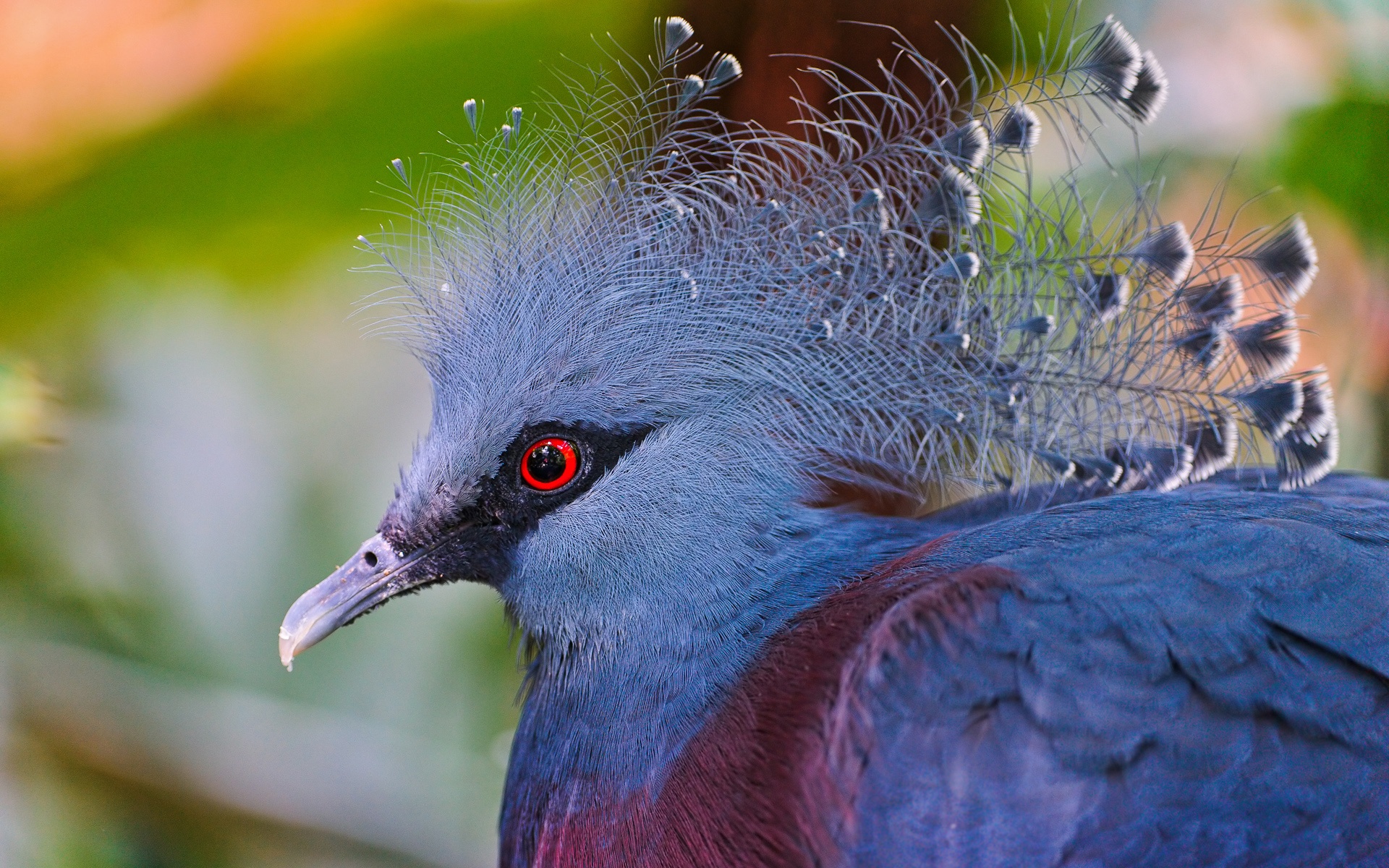 Animal Victoria Crowned Pigeon 1920x1200