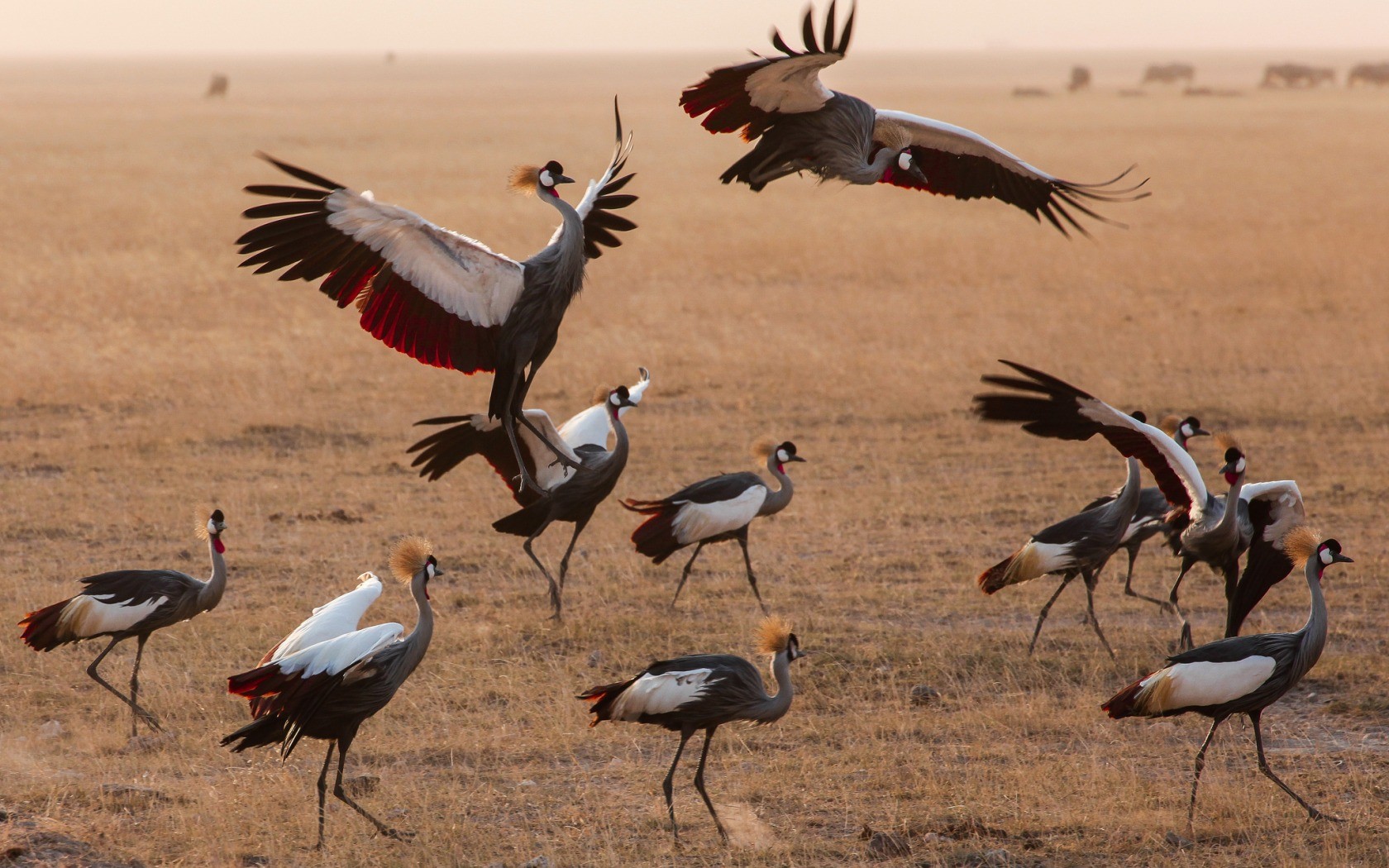 Animals Cranes Bird Birds Kenya 1680x1050
