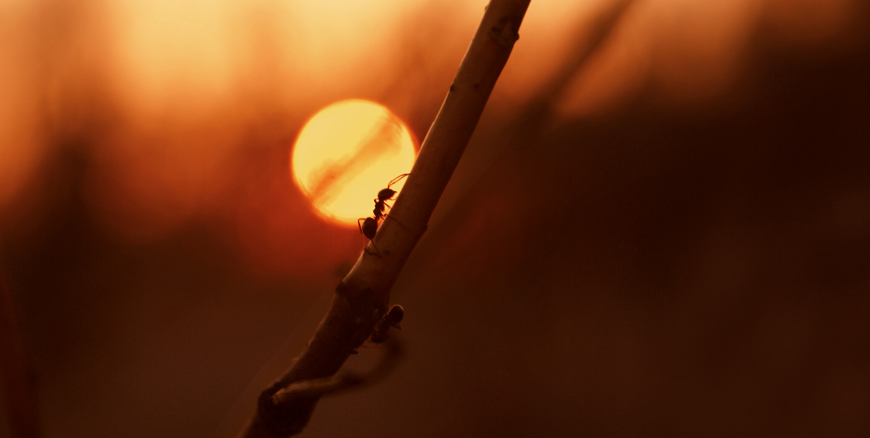 Ants Insect Sun Hymenoptera Branch Closeup Nature Sunset Dusk Cover Art Album Covers Melodic Death M 2929x1476