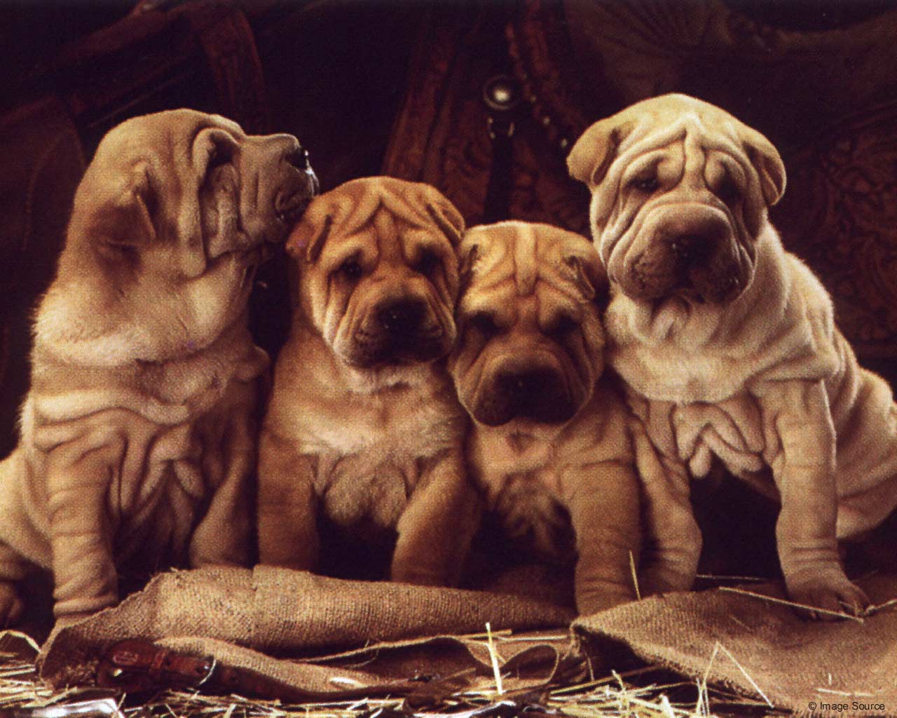 Dog Sharpei 1280x1024