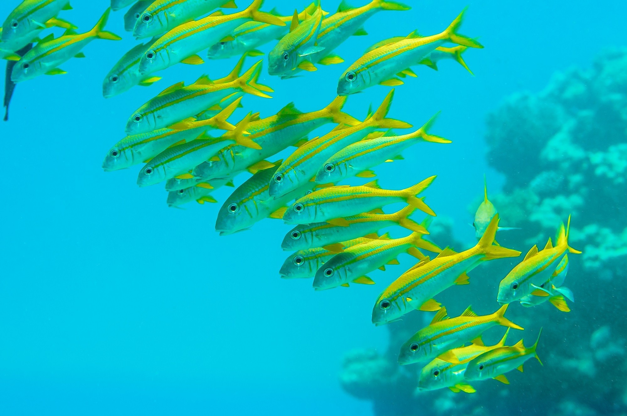 Fish Sea Tropical Fish Underwater Animals 2000x1328