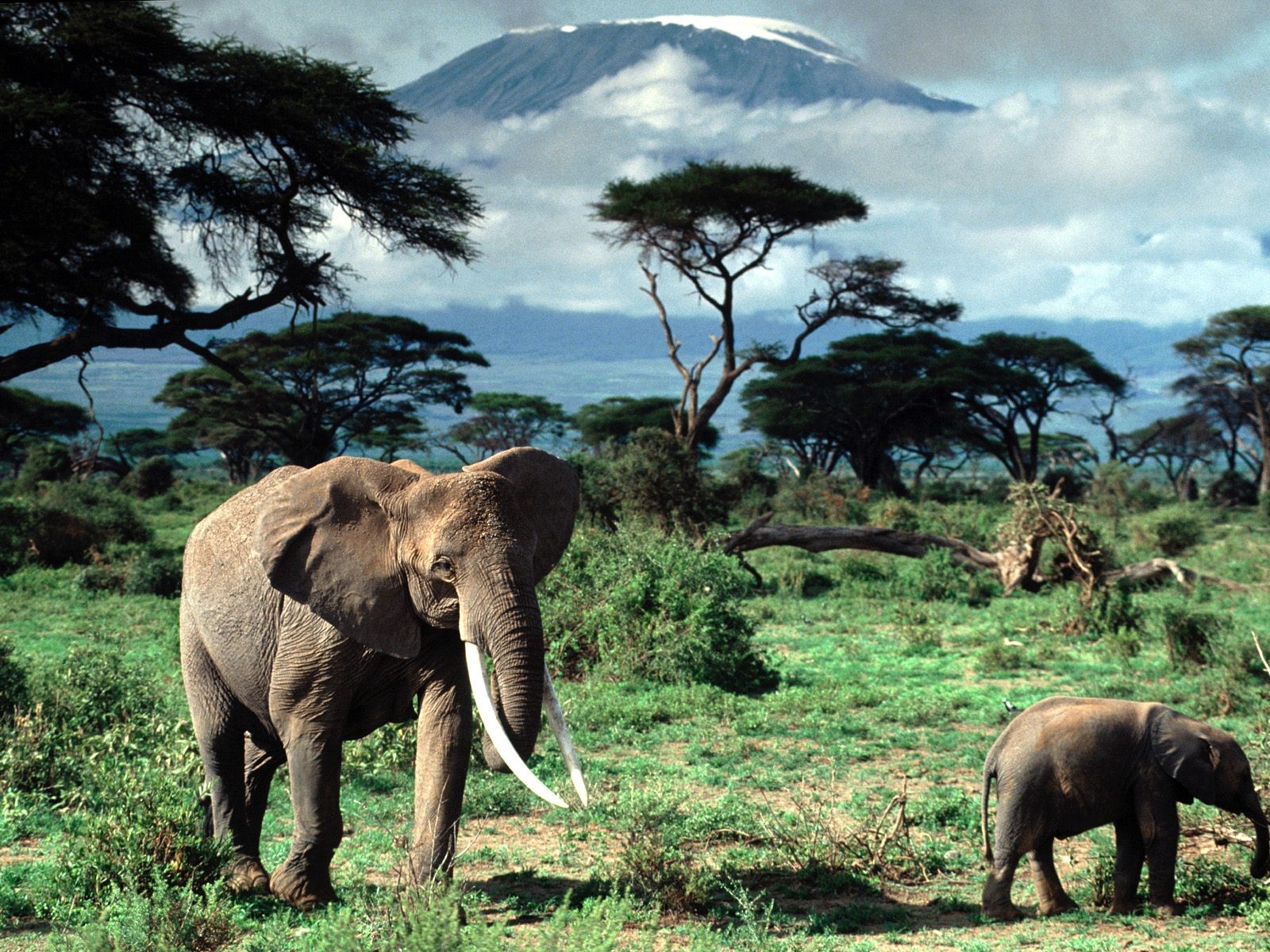 Elephant Africa Animals Savannah Mount Kilimanjaro Landscape 1600x1200