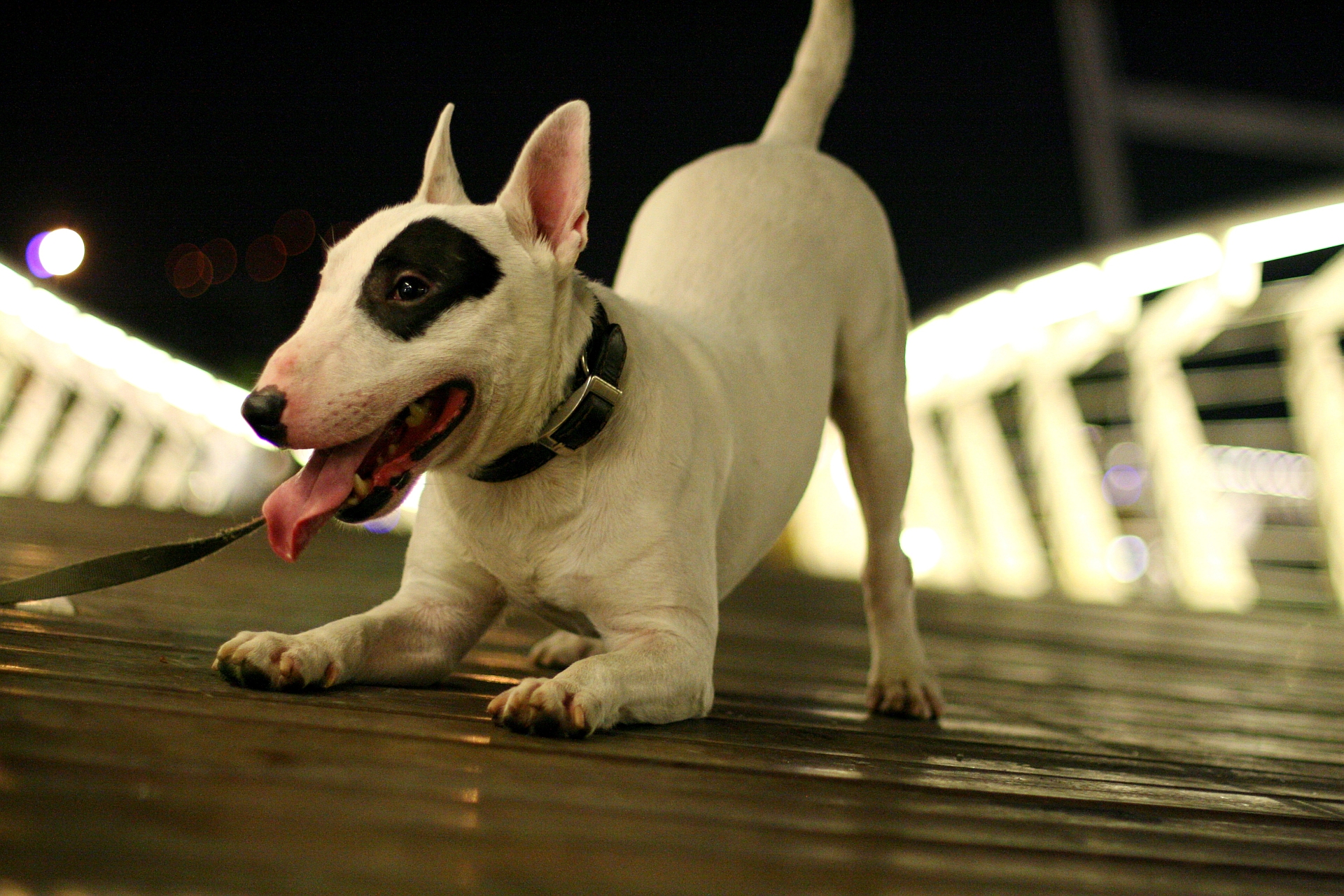 Animal Bull Terrier 1920x1280