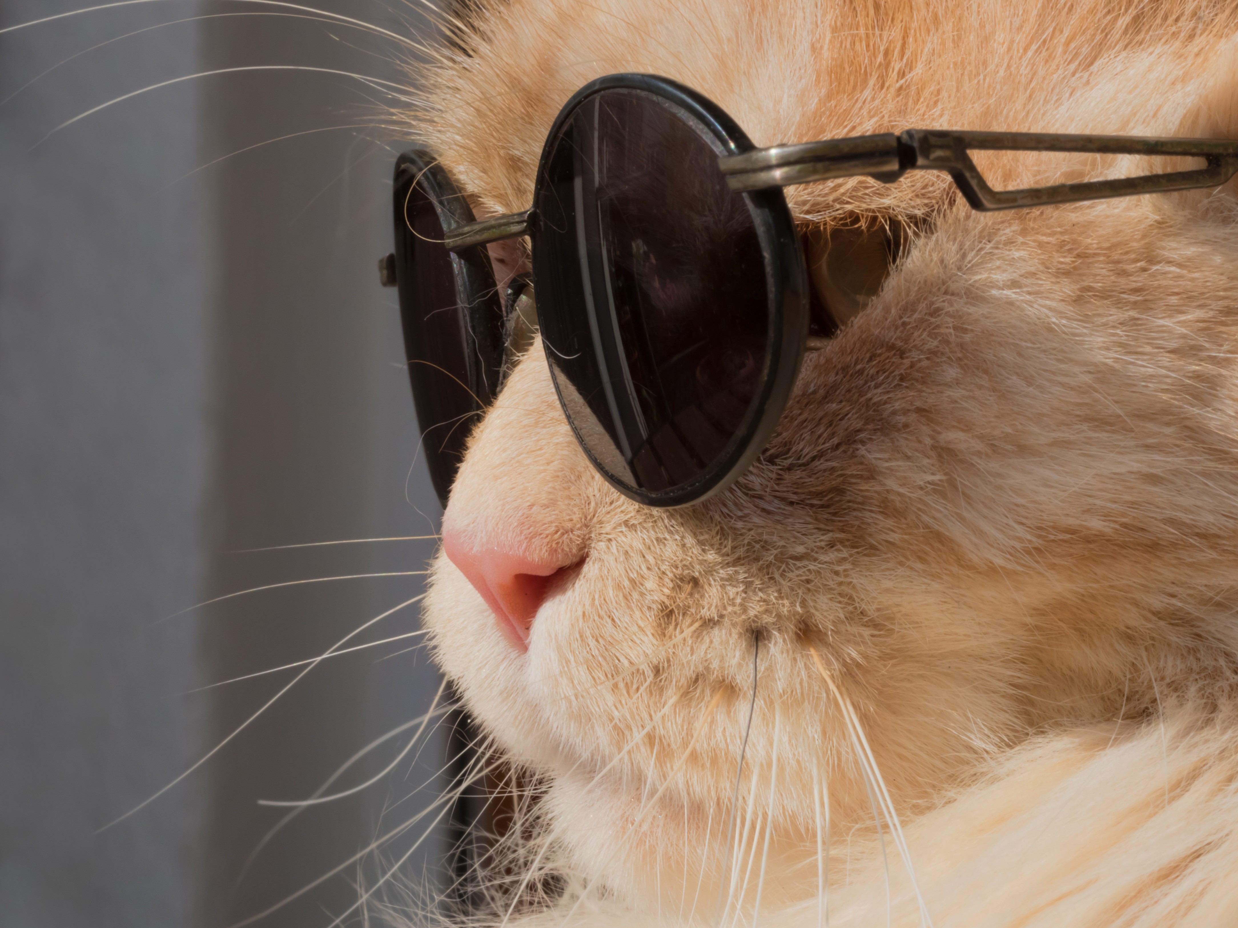 Cats Animals Humor Leon Sunglasses 4336x3252