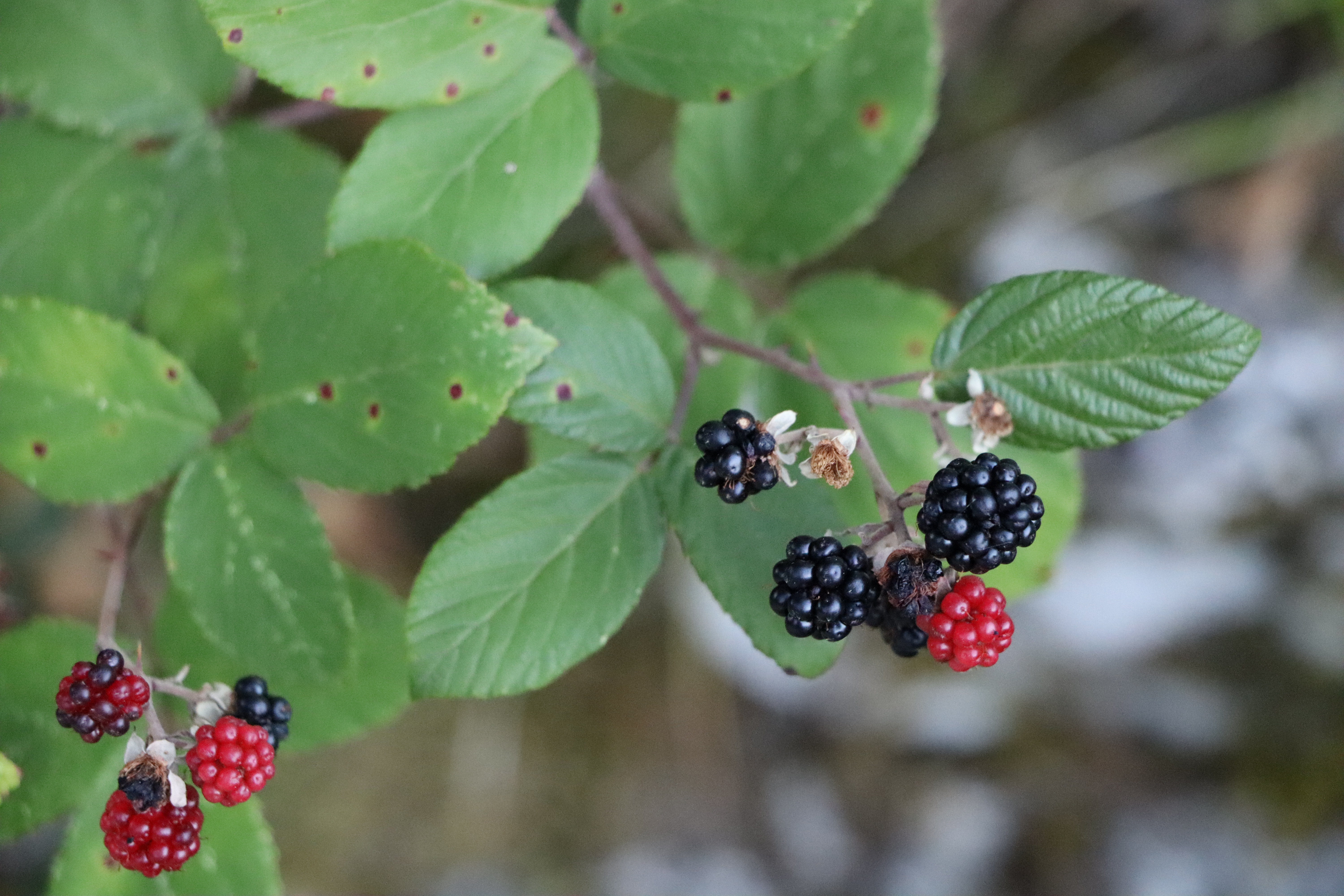 Blackberries Plants Fruit 6000x4000
