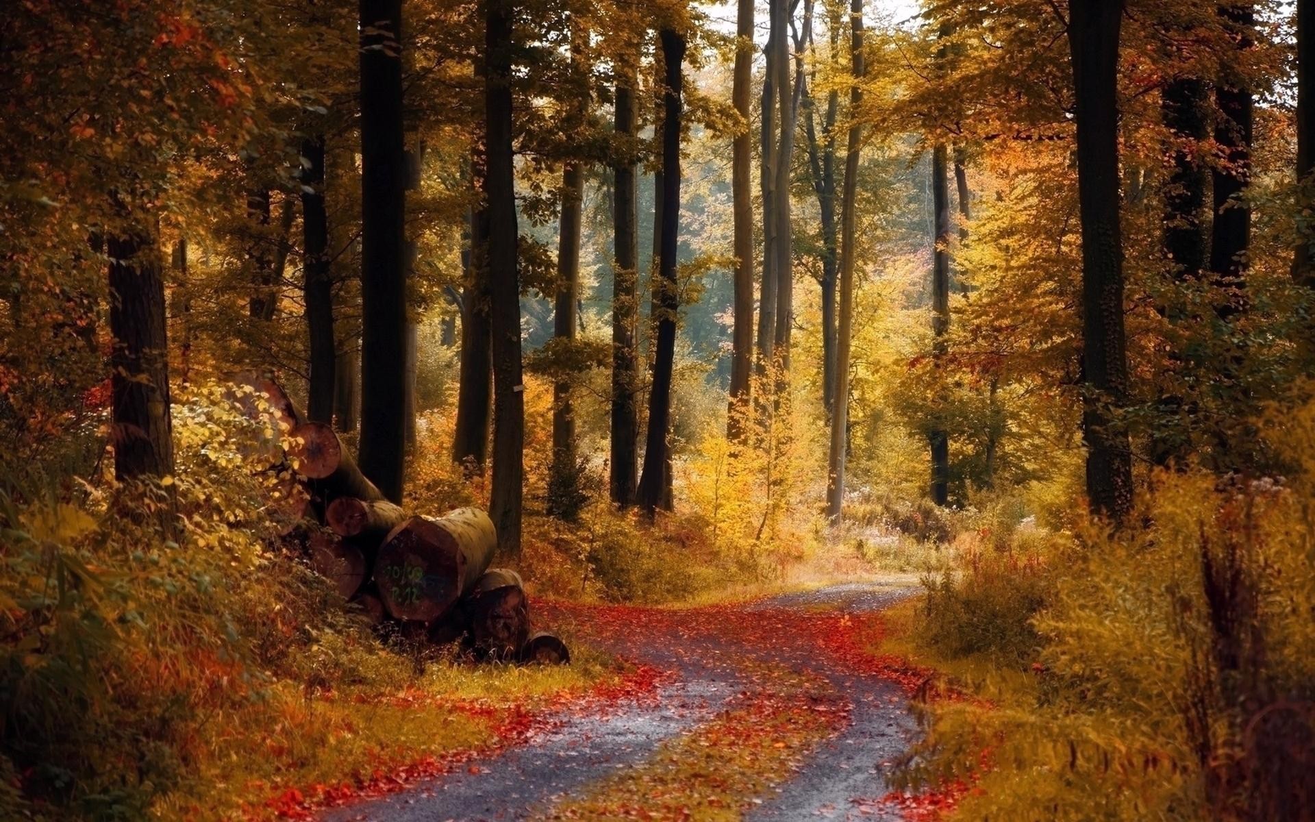 Fall Forest Leaves Log Road Dirtroad 1920x1200