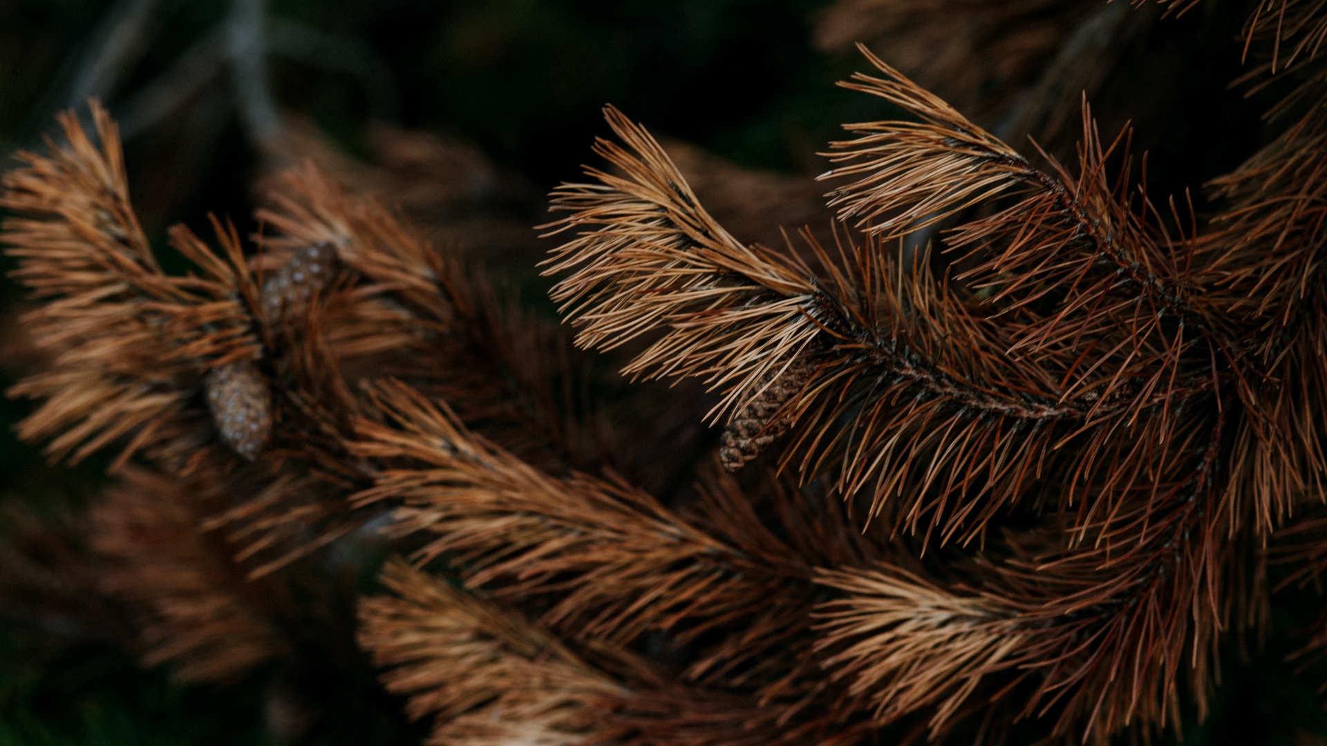 Nature Plants Leaves Dry Needles Pine Trees 1920x1080