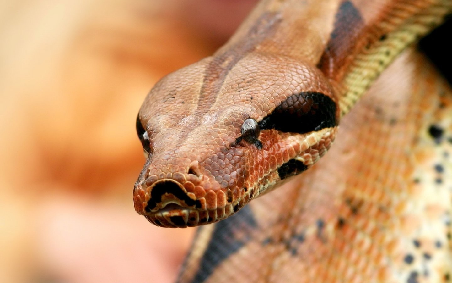 Reptiles Snake Python Animals Macro Brown Scales 1440x900