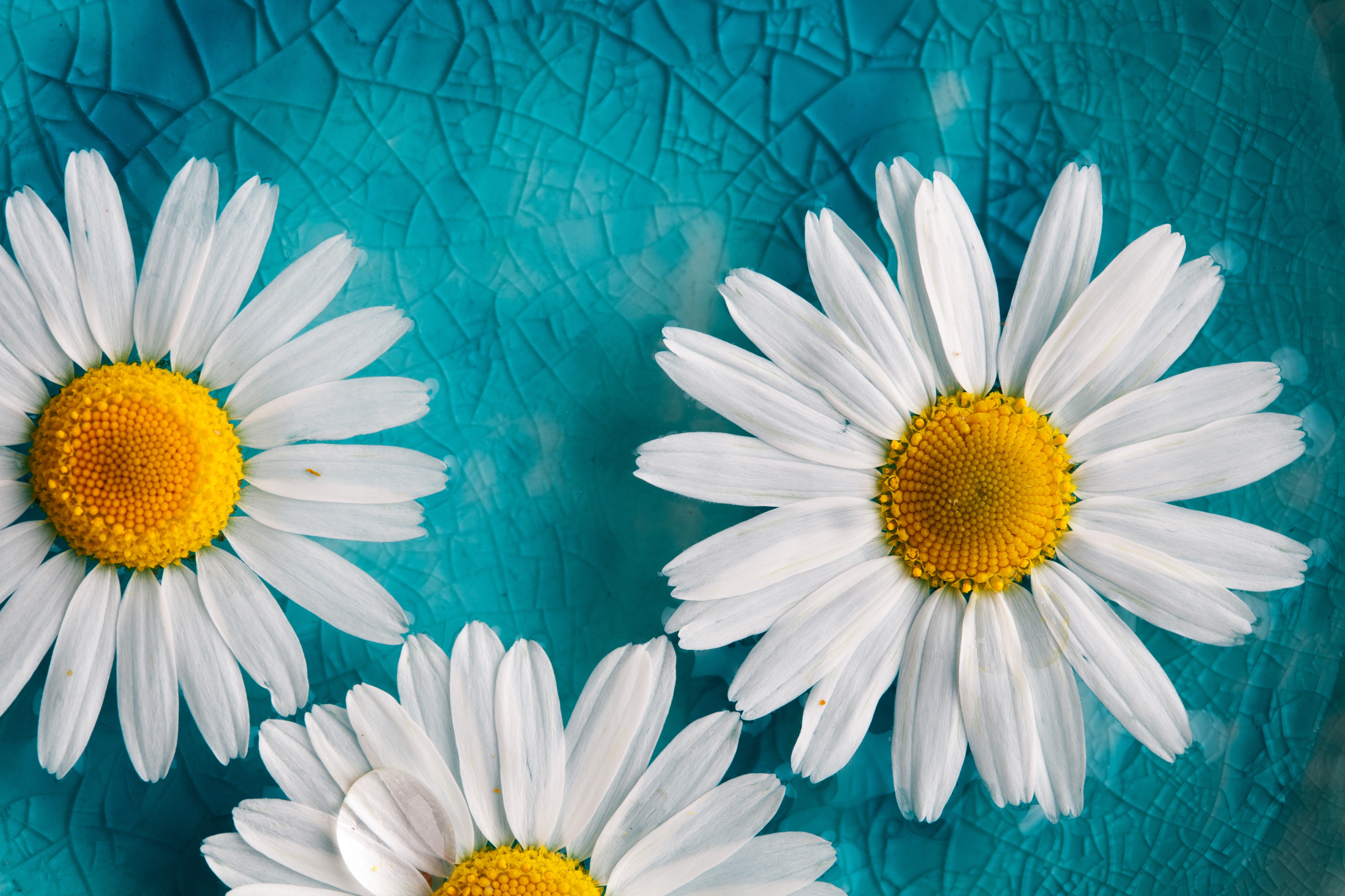 Glass Nature Daisy Artistic Flower Blue White Flower Camomile 7616x5077