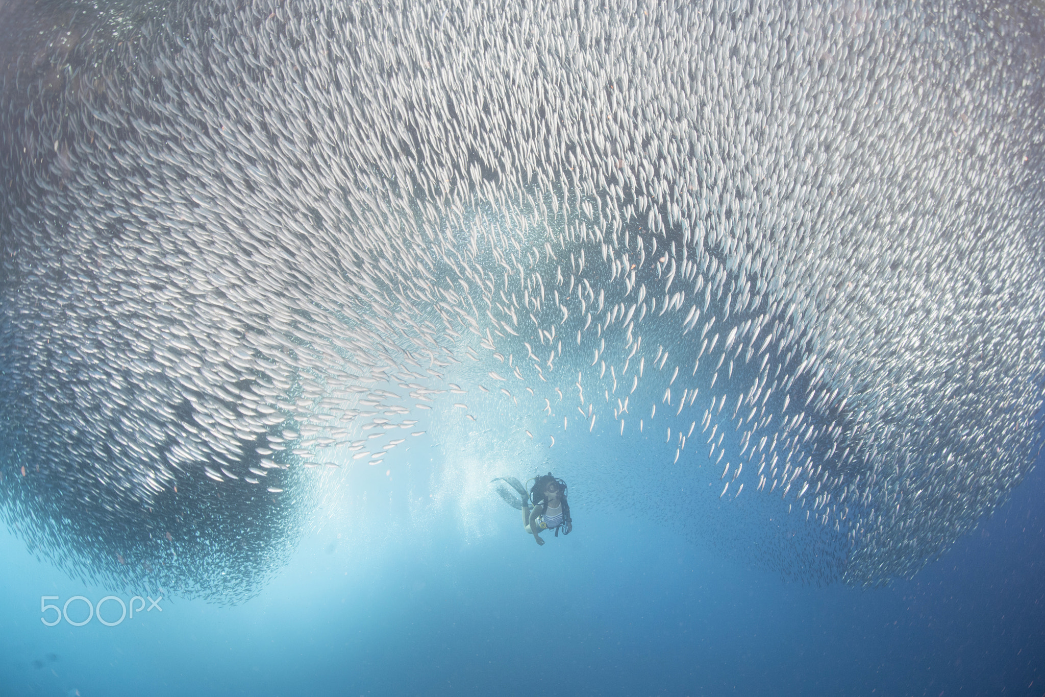 Women Fish Underwater Animals Sea Diving Divers Blue 2048x1365