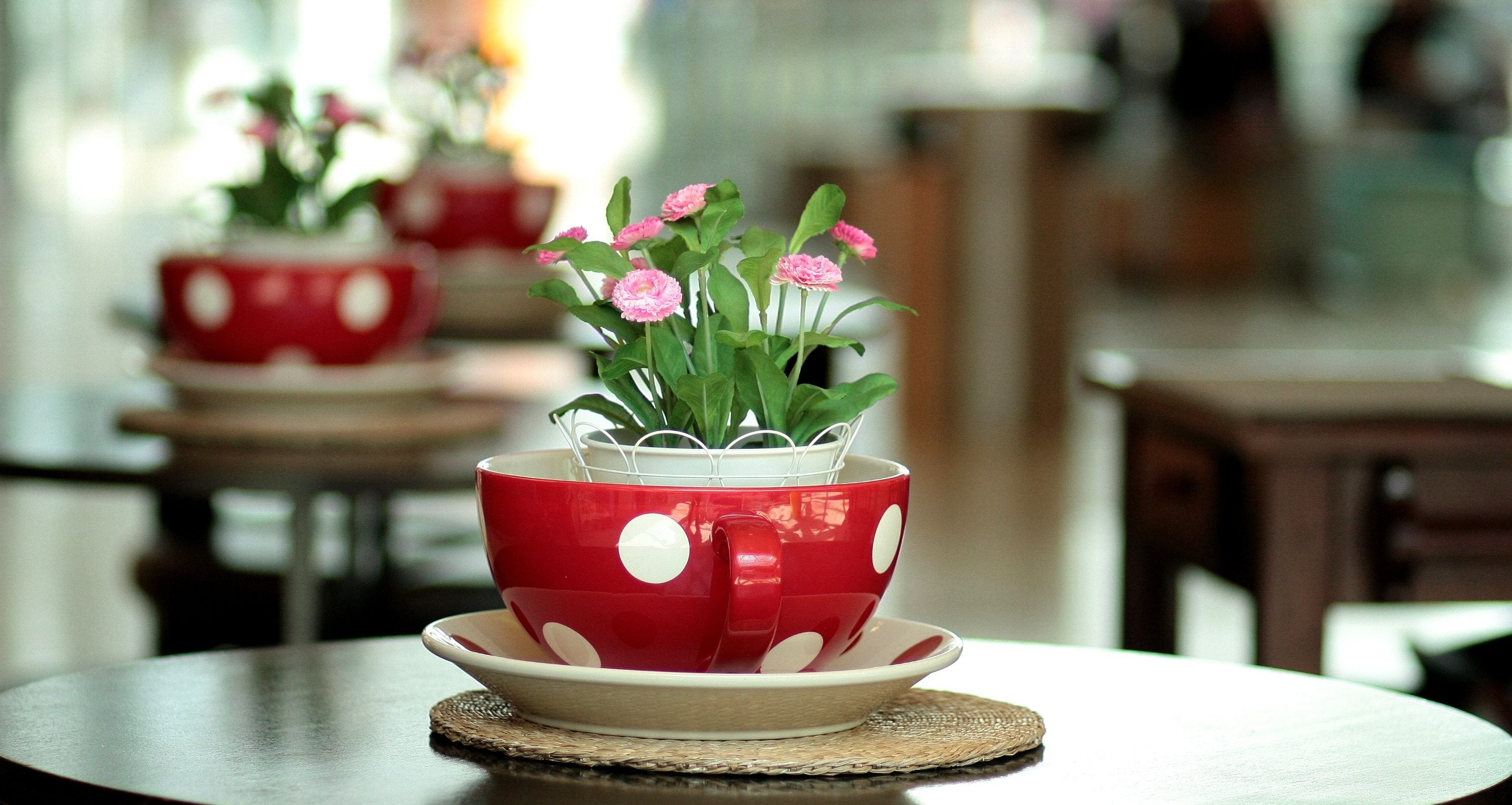 Still Life Pot Plant Flower Pink Flower Cup 3010x1603