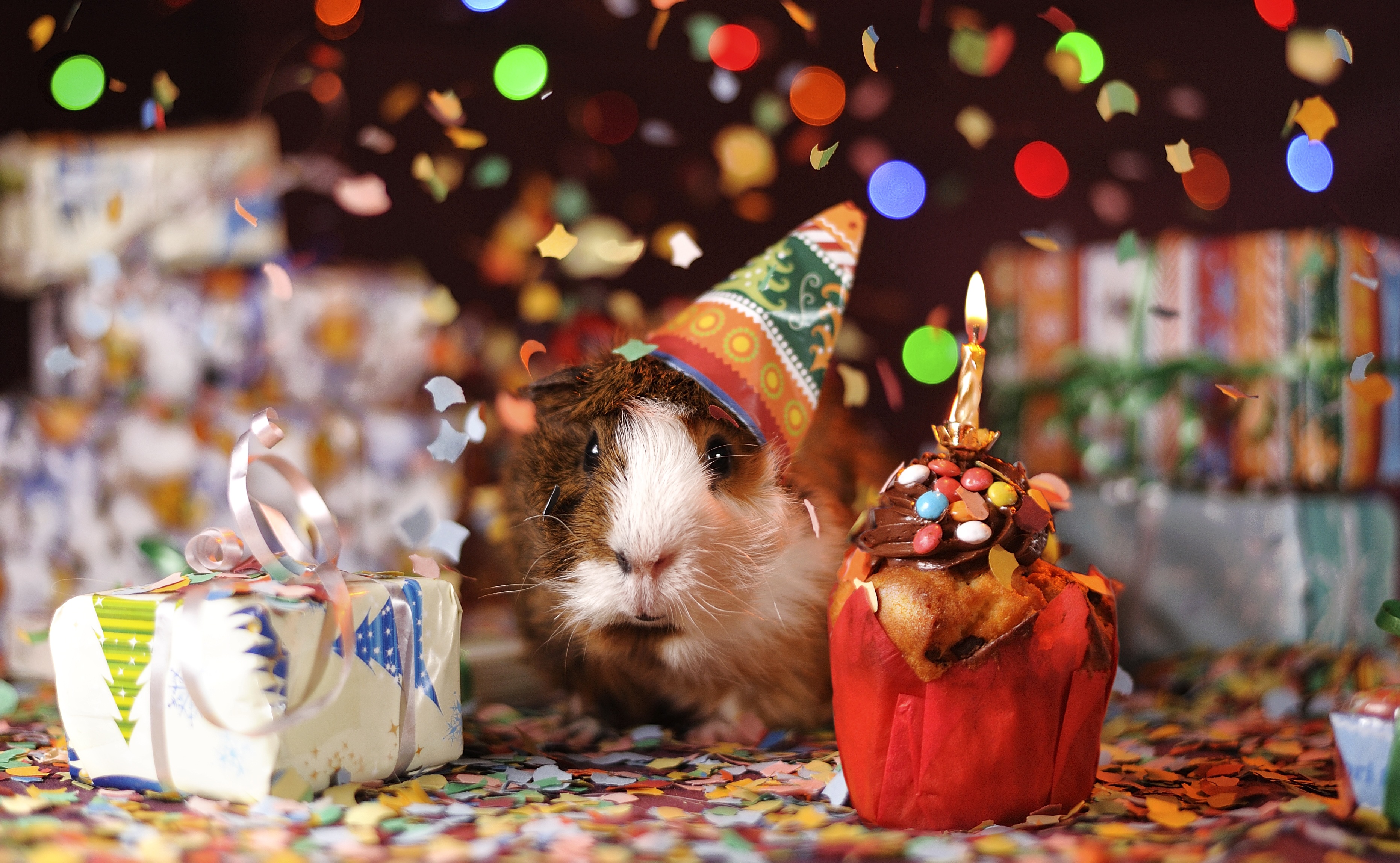 Guinea Pig Rodent Gift Confetti Colorful Party Cute 3725x2297