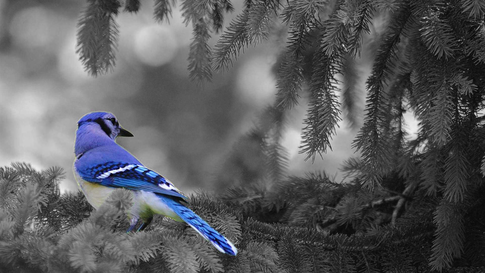 Selective Coloring Animals Birds Blue Jays 1920x1080