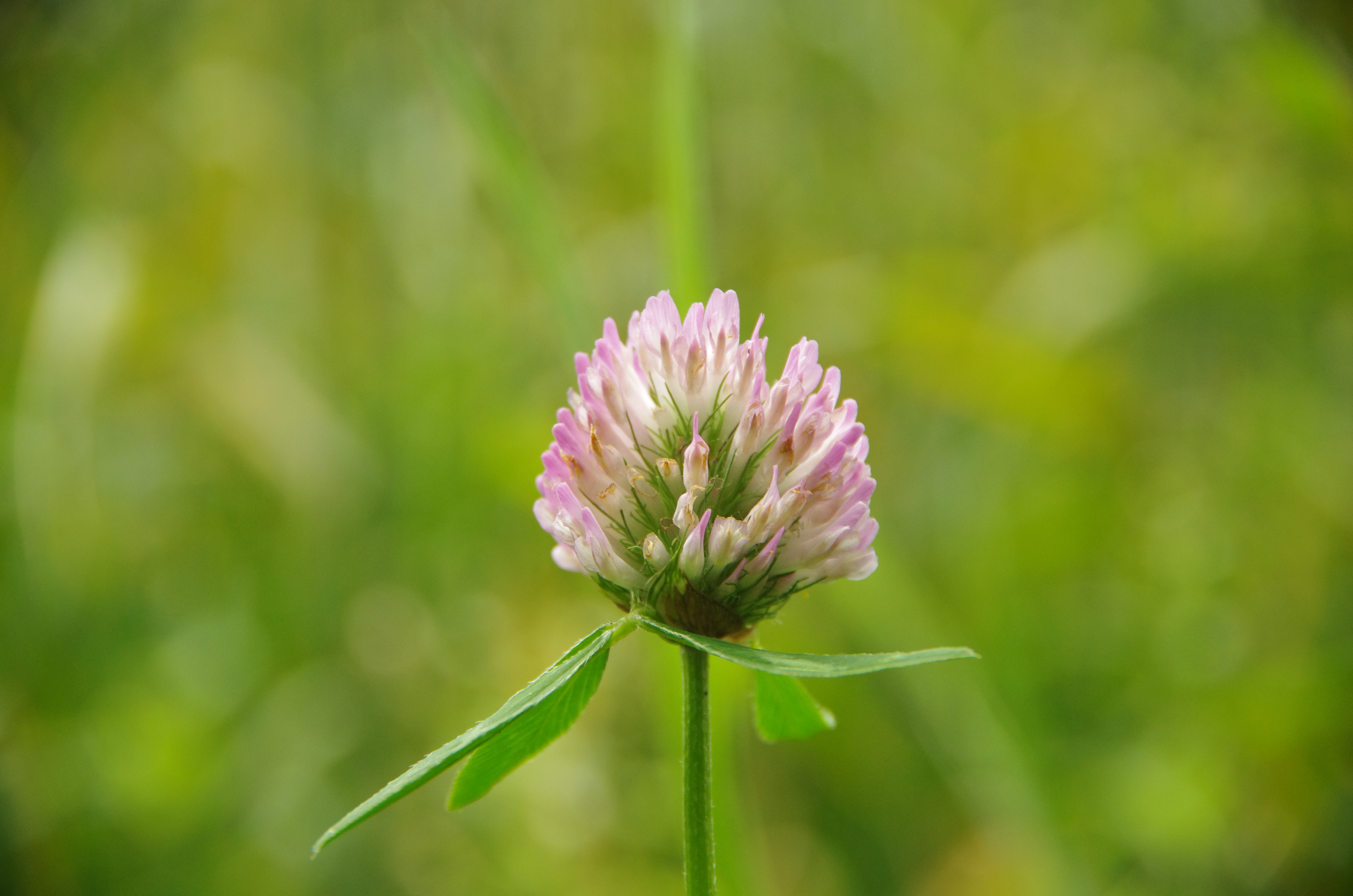 Amateur Landscape Pink Flowers Pink Flower 4928x3264