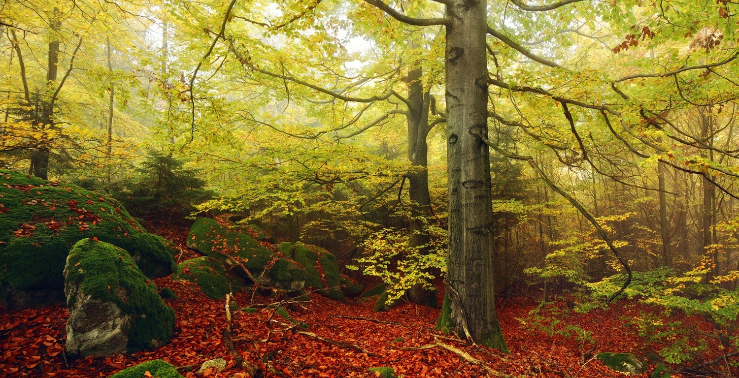 Nature Landscape Fall Forest Mist Moss Beech Leaves Germany Trees Morning 1500x768