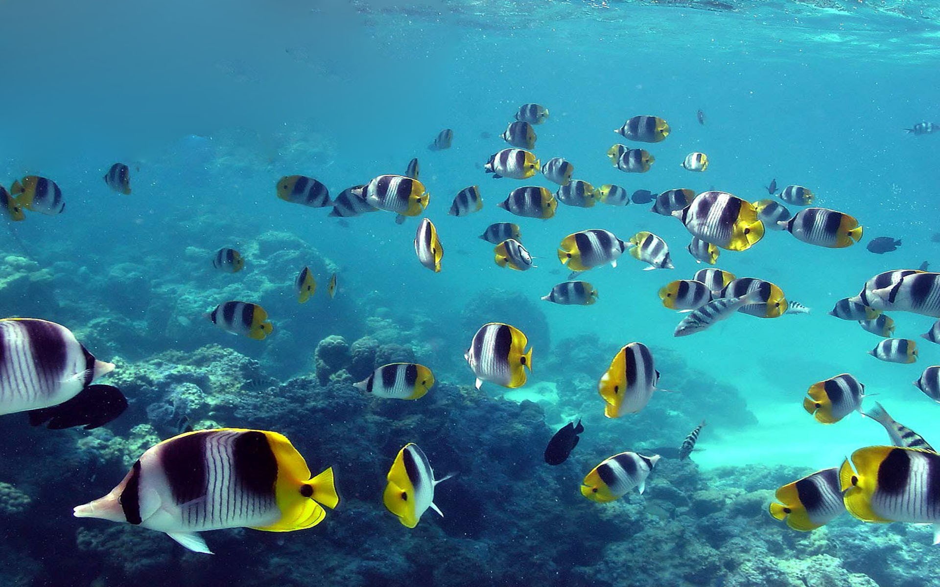 Sea Life Fish Animals Tropical Fish Underwater 1920x1200