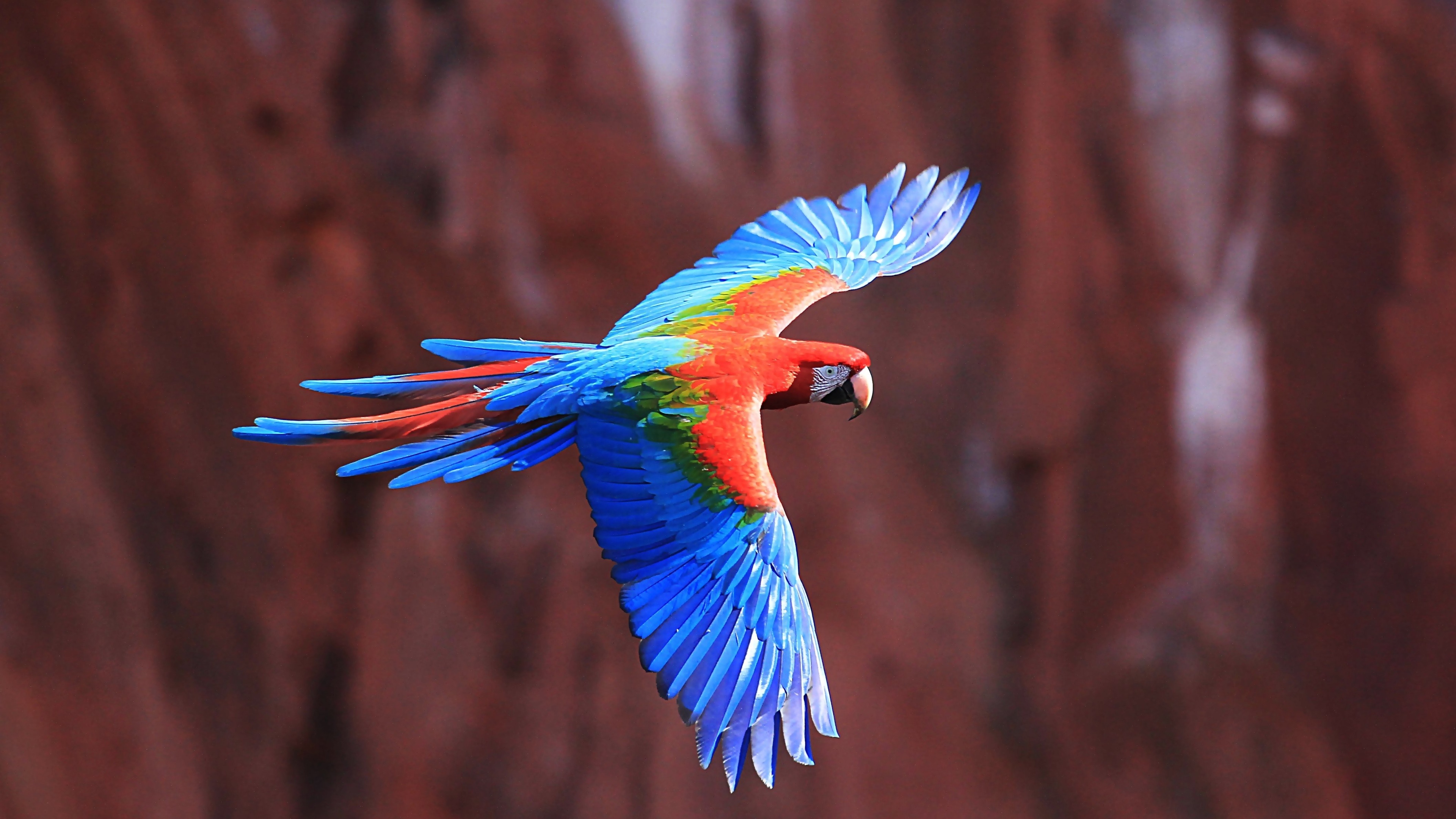 Macaw Parrot Flight Red And Green Macaw 3840x2160