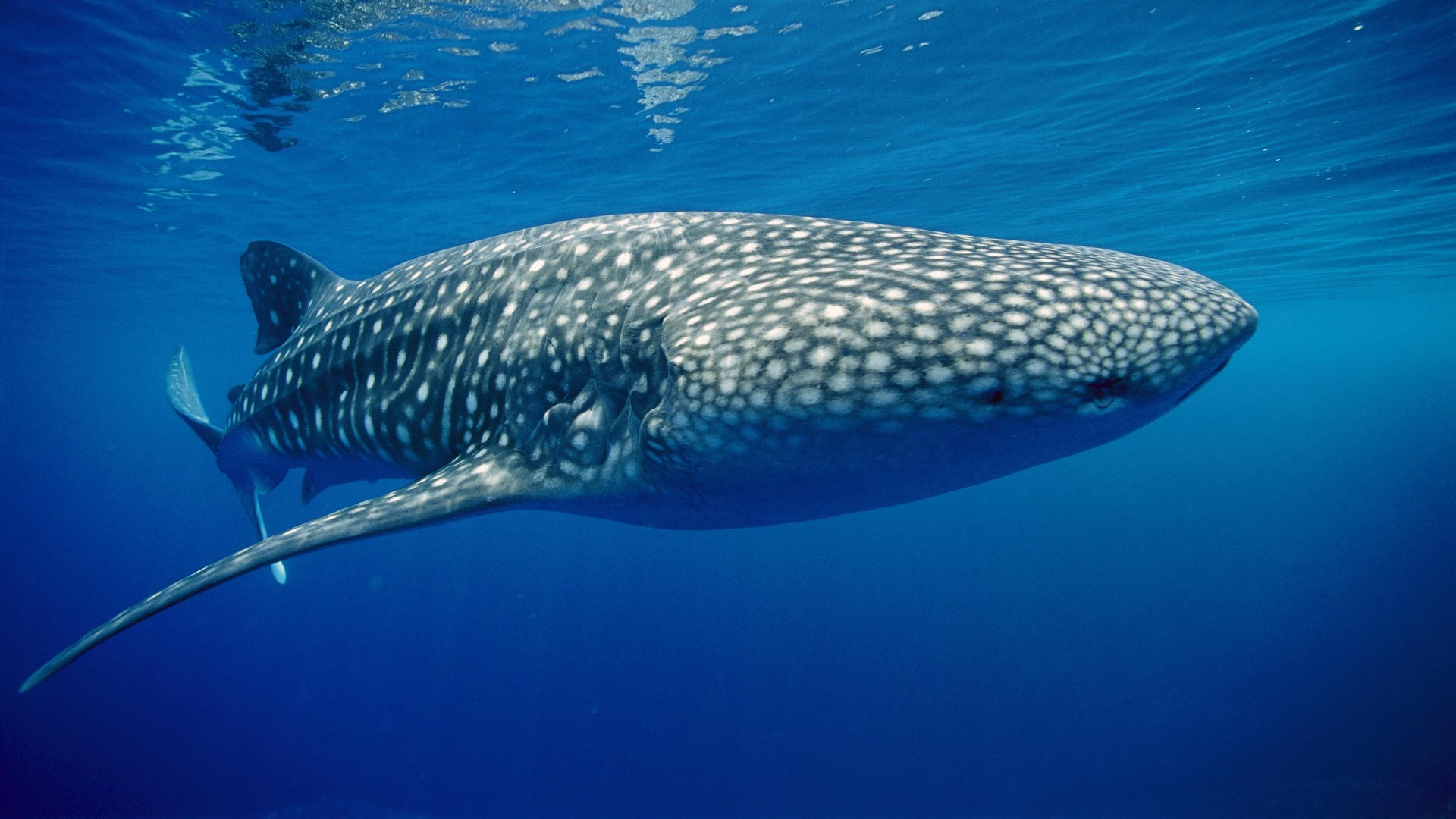 Animals Underwater Whale Shark Blue 1920x1080