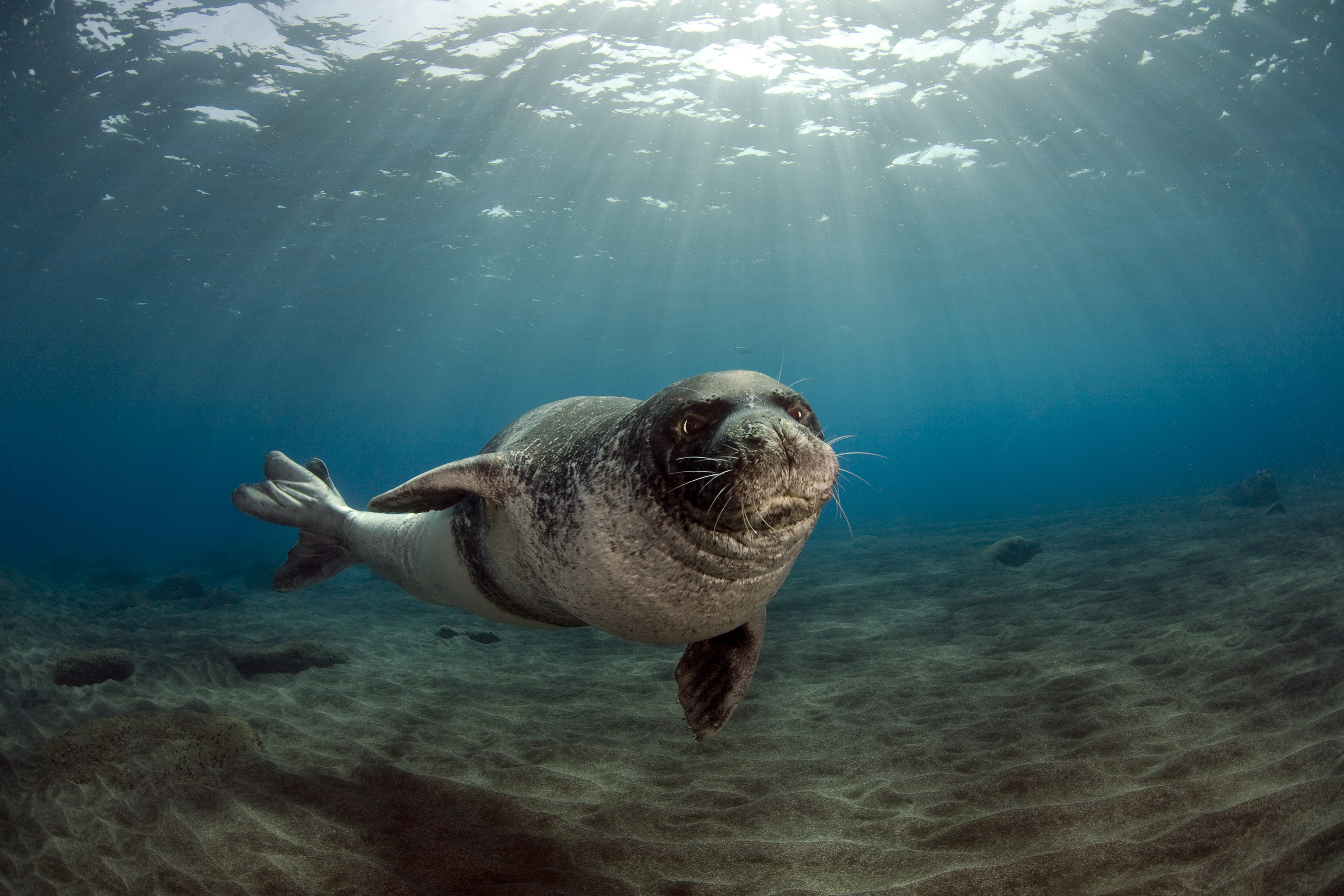 Animals Seals Underwater 4724x3150