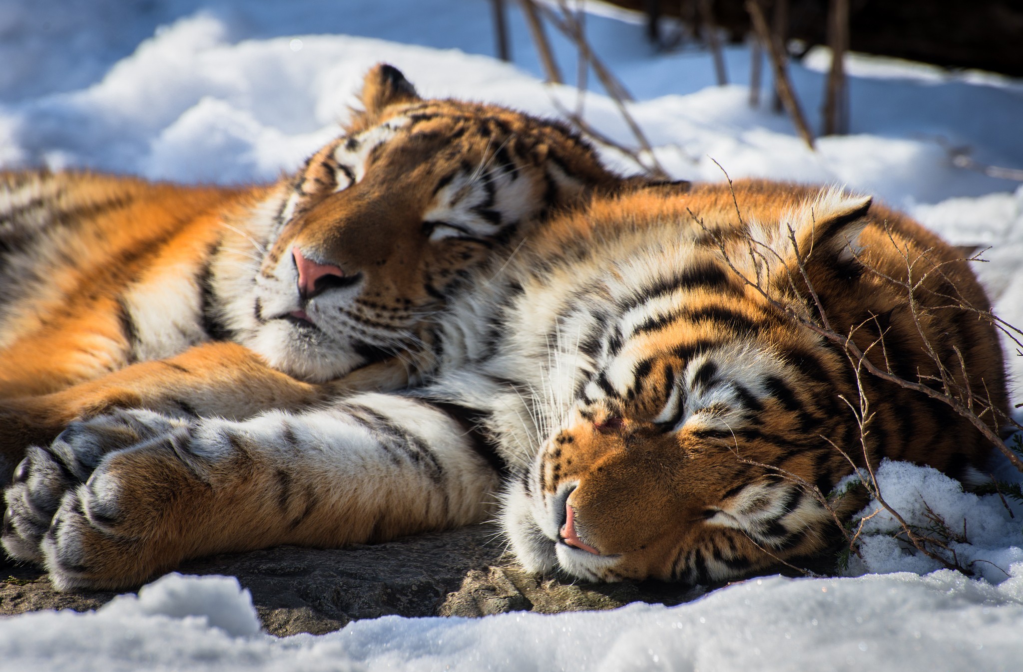 Tiger Sleeping Siberian Tiger Animal Wildlife 2048x1347