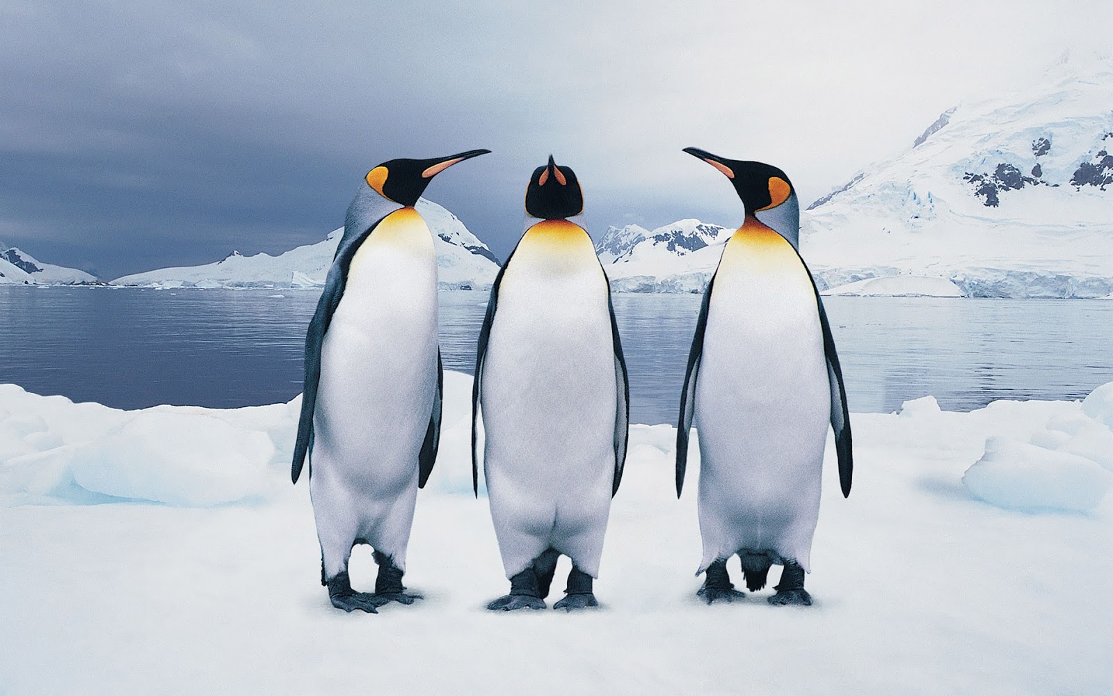 Animal Penguin King Penguin 1600x1000