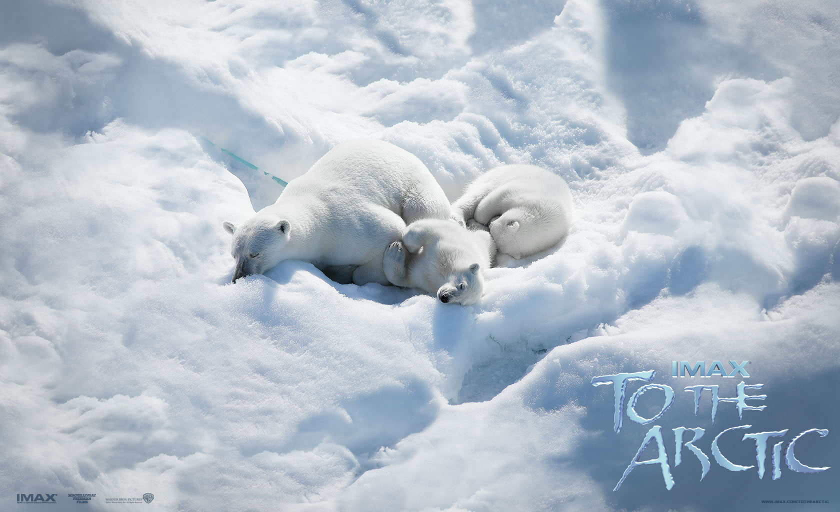 Arctic Bear Polar Bear Snow White Ice Antarctica Baby Animal 1680x1024