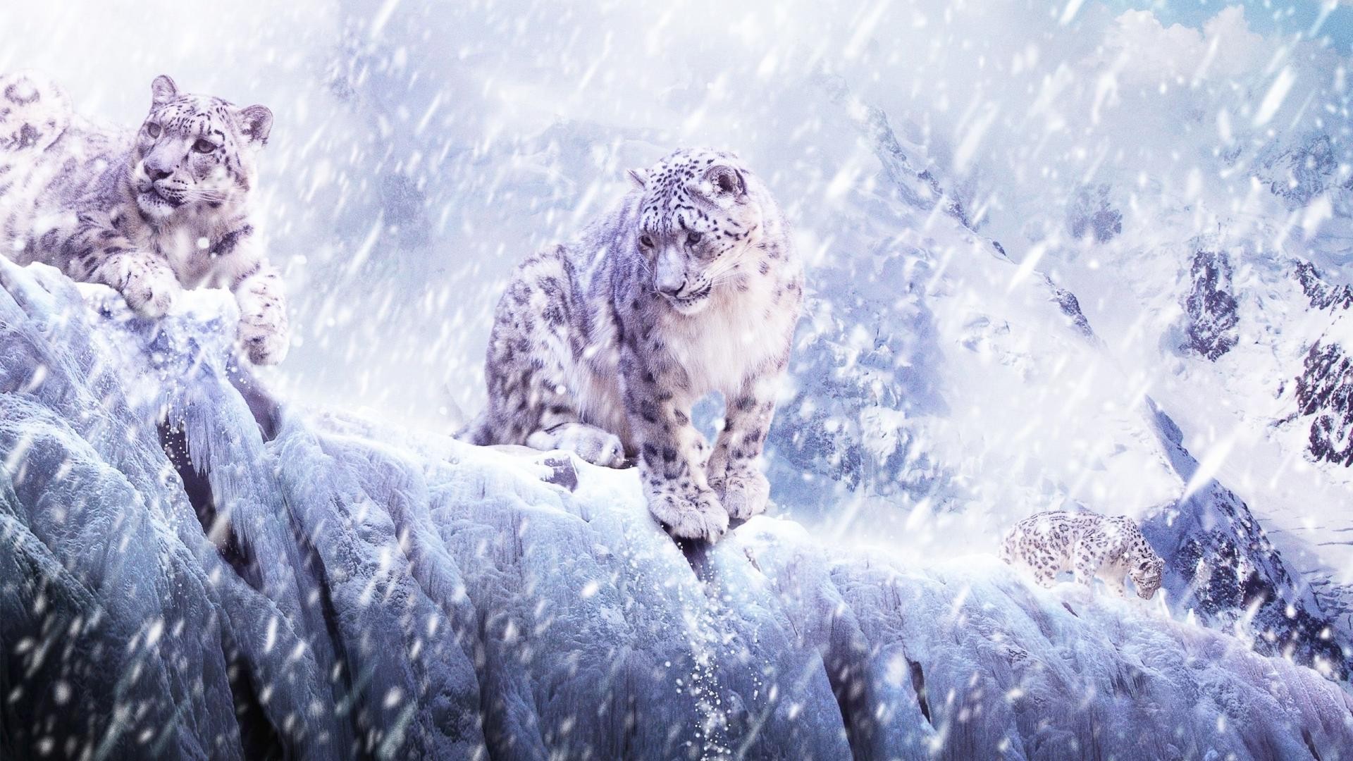 Nature Animals Leopard Snow Leopards Snow Animals Snow Leopards Leopard Animal 1920x1080