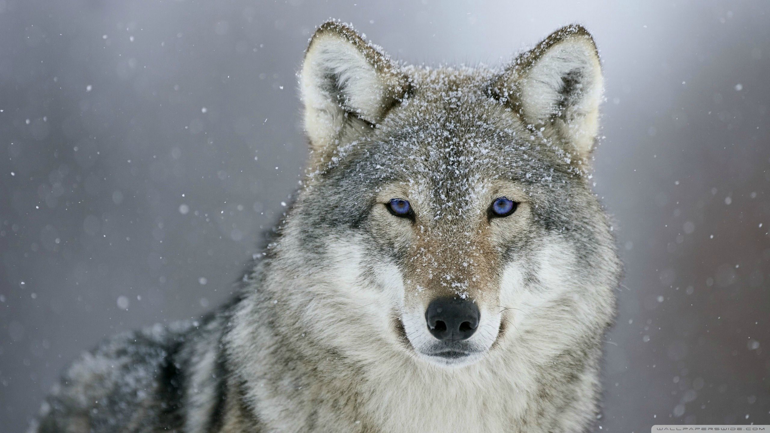 Wolf Looking At Viewer Animal Eyes 2560x1440