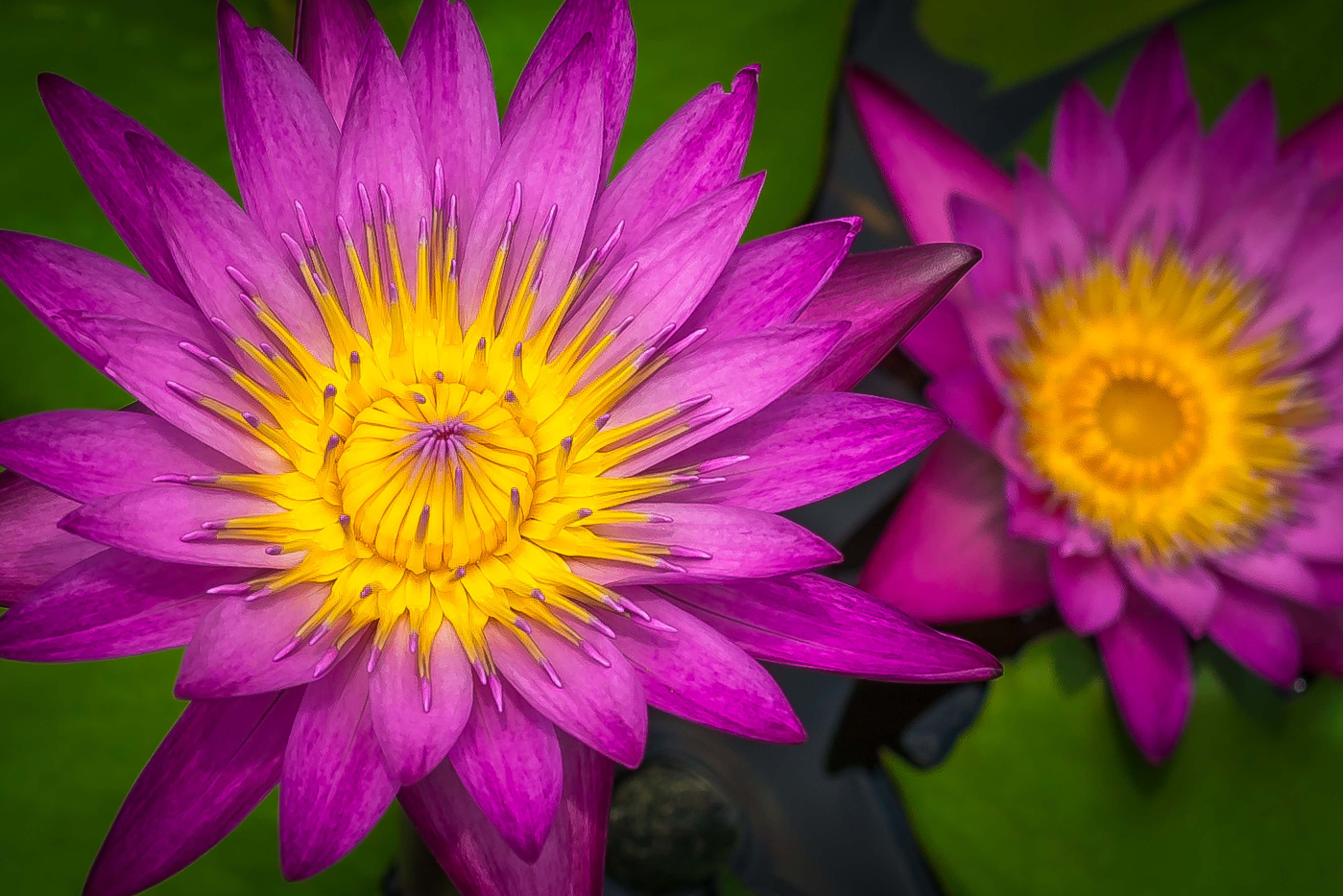 Earth Flower Water Lily Lily Pad Purple Flower 4000x2670