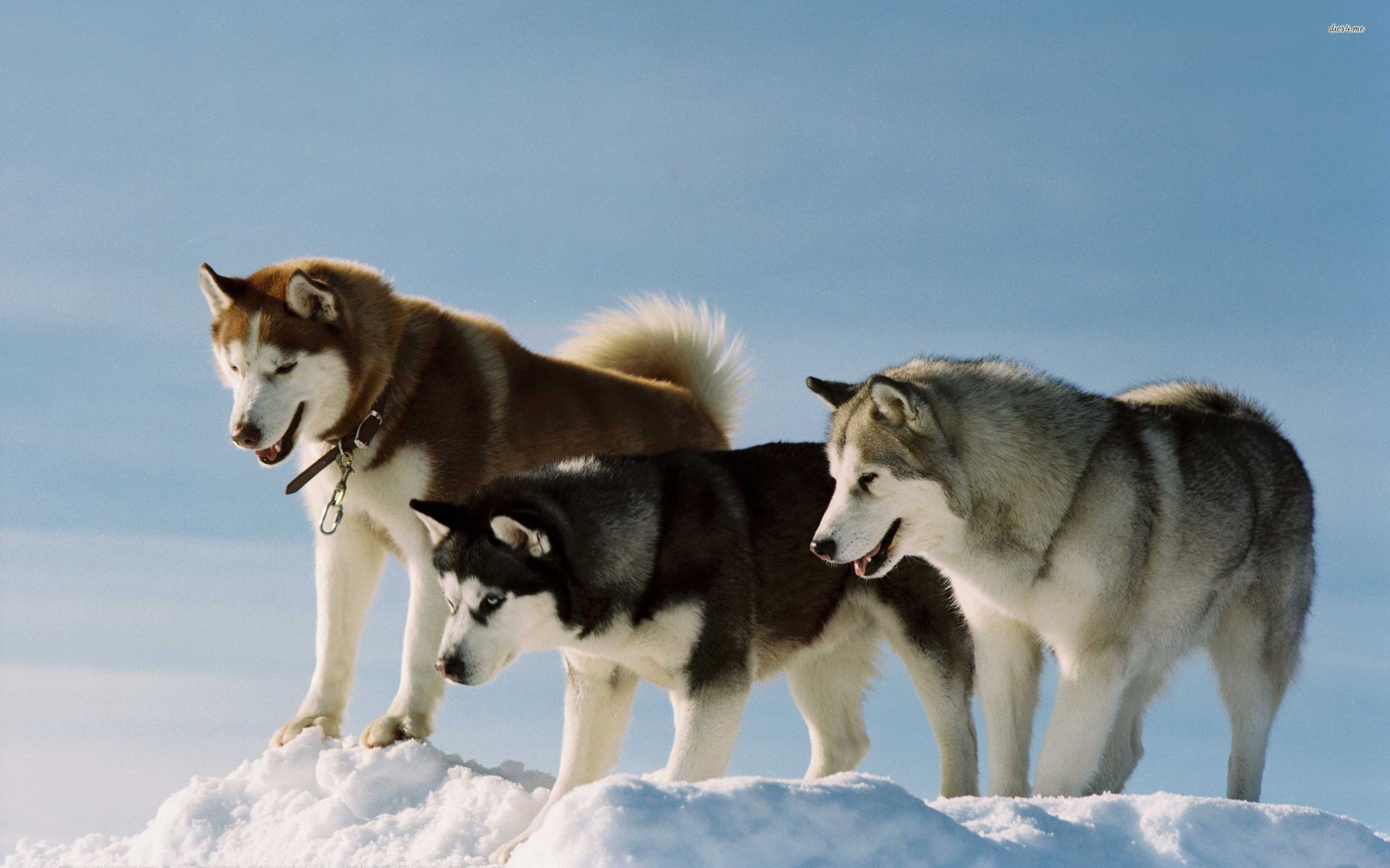 Dog Siberian Husky Snow Alaskan Malamute 2560x1600