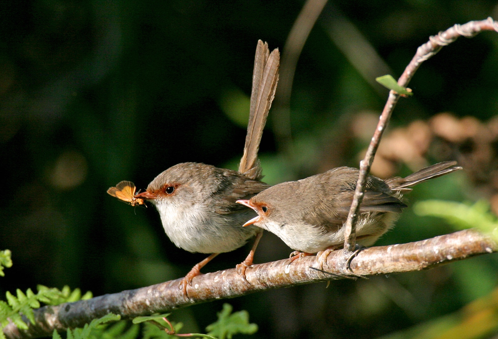 Wren 1600x1092