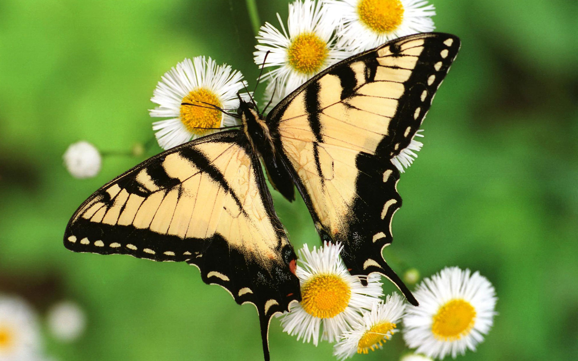 Swallowtail Butterfly Butterfly Macro Daisy Close Up 1920x1200